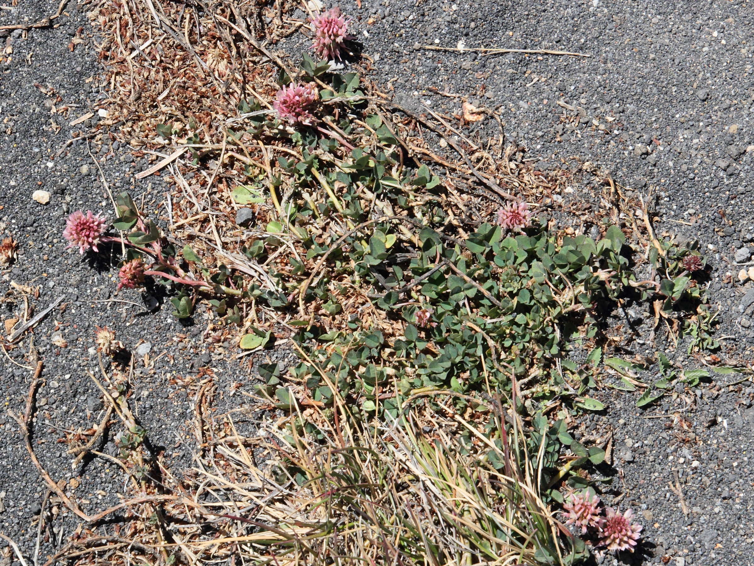 trifolium_pratense5md