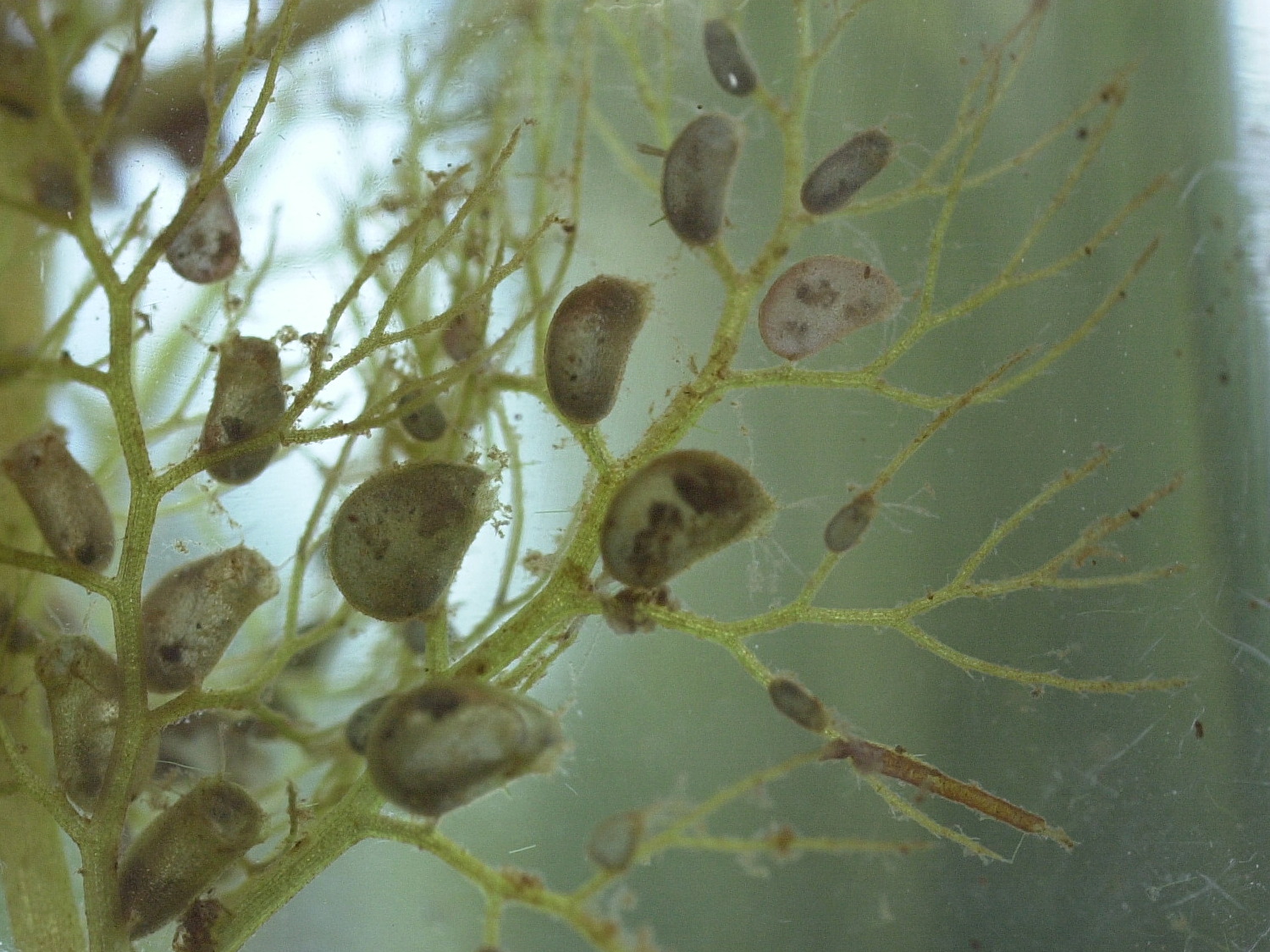 utricularia_australis2bmd