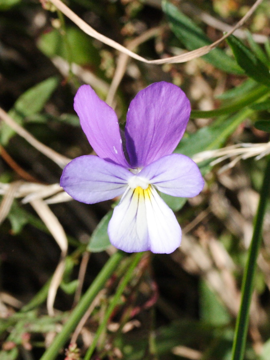 Viola_saxatilis ssp. curtisii