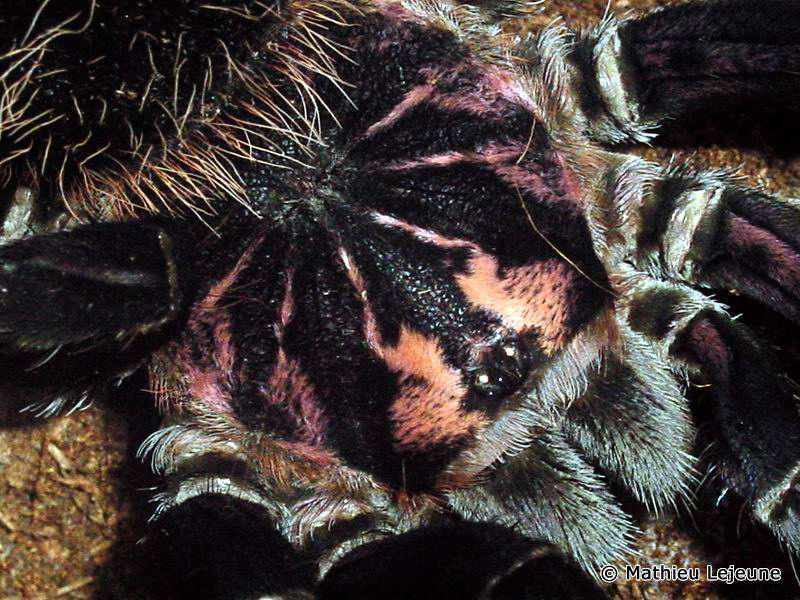 xenesthis_immanis2ml