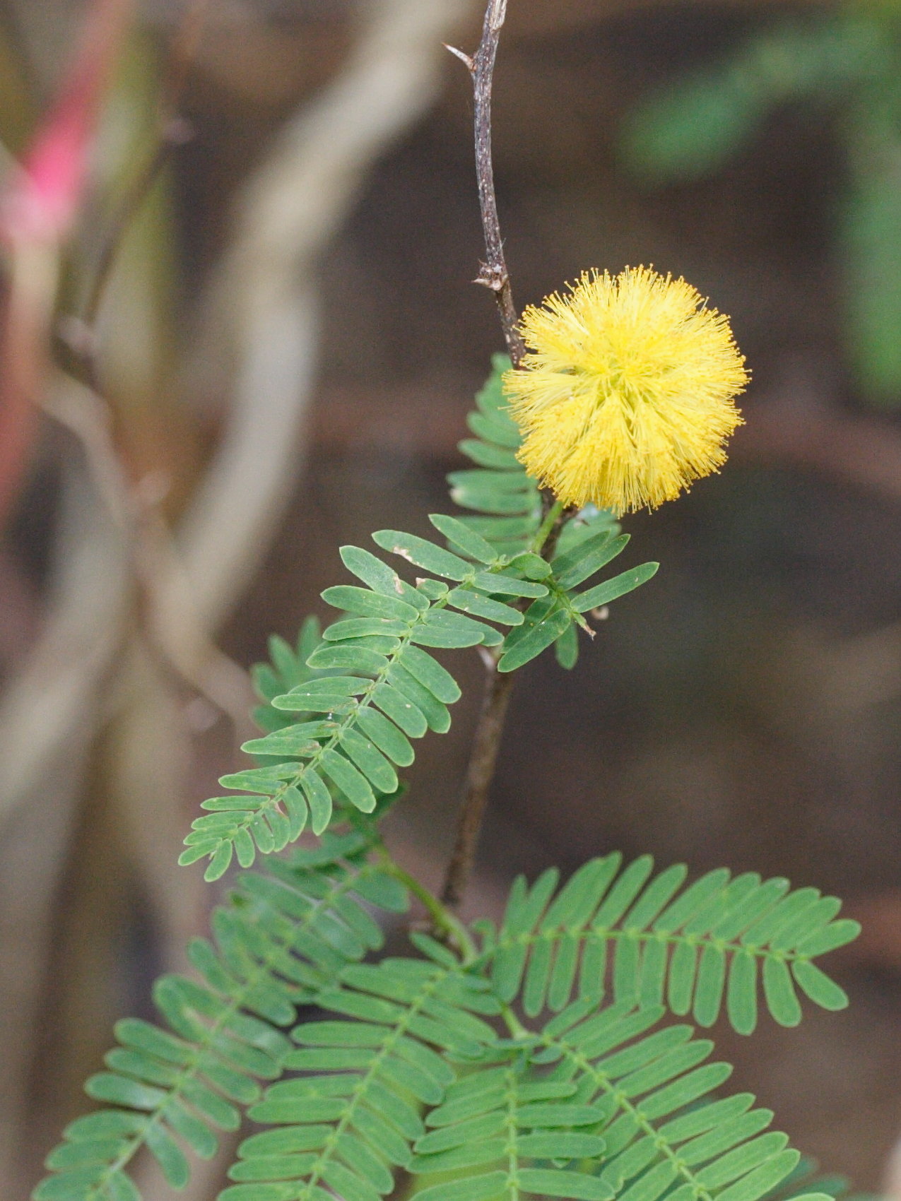 Afficher le média acacia_farnesiana1md acacia_farnesiana1md