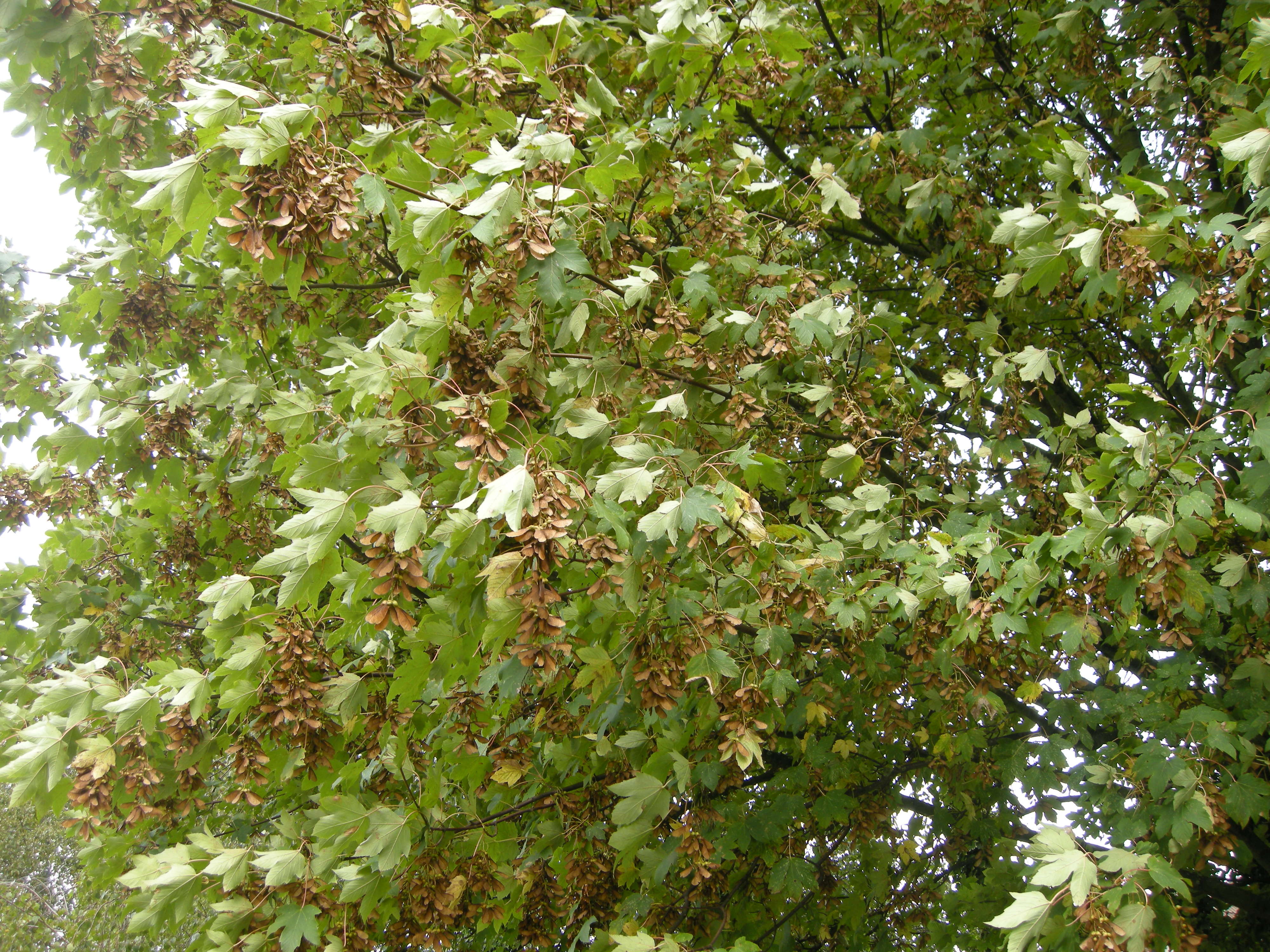 acer_pseudoplatanus4amd