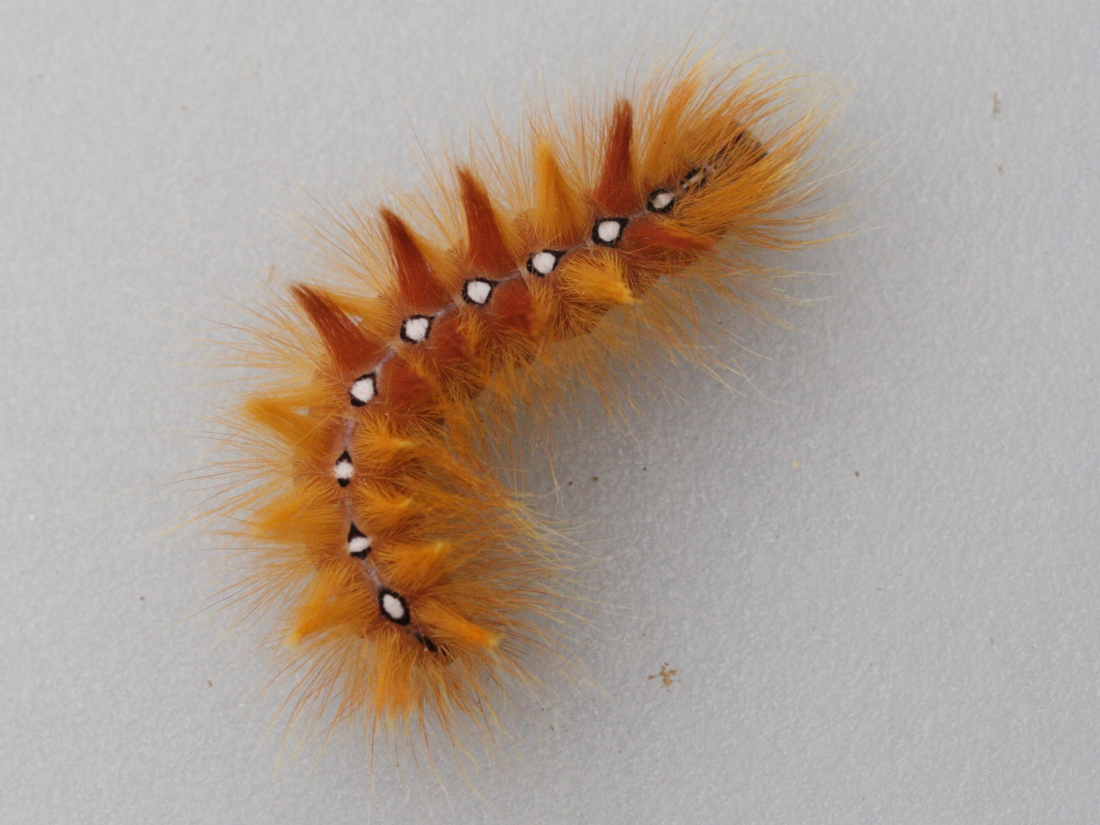 acronicta_aceris_ch4md