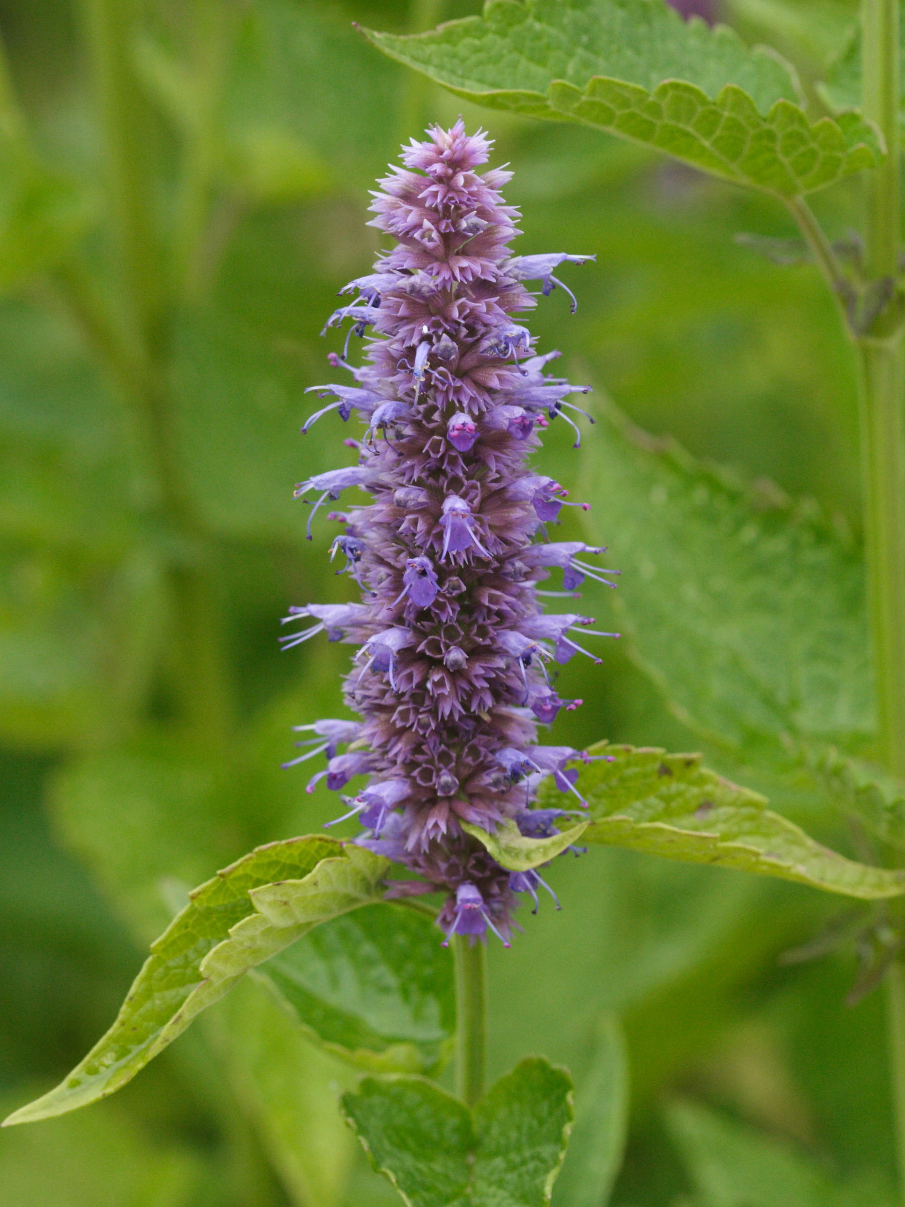 agastache_urticifolia2md
