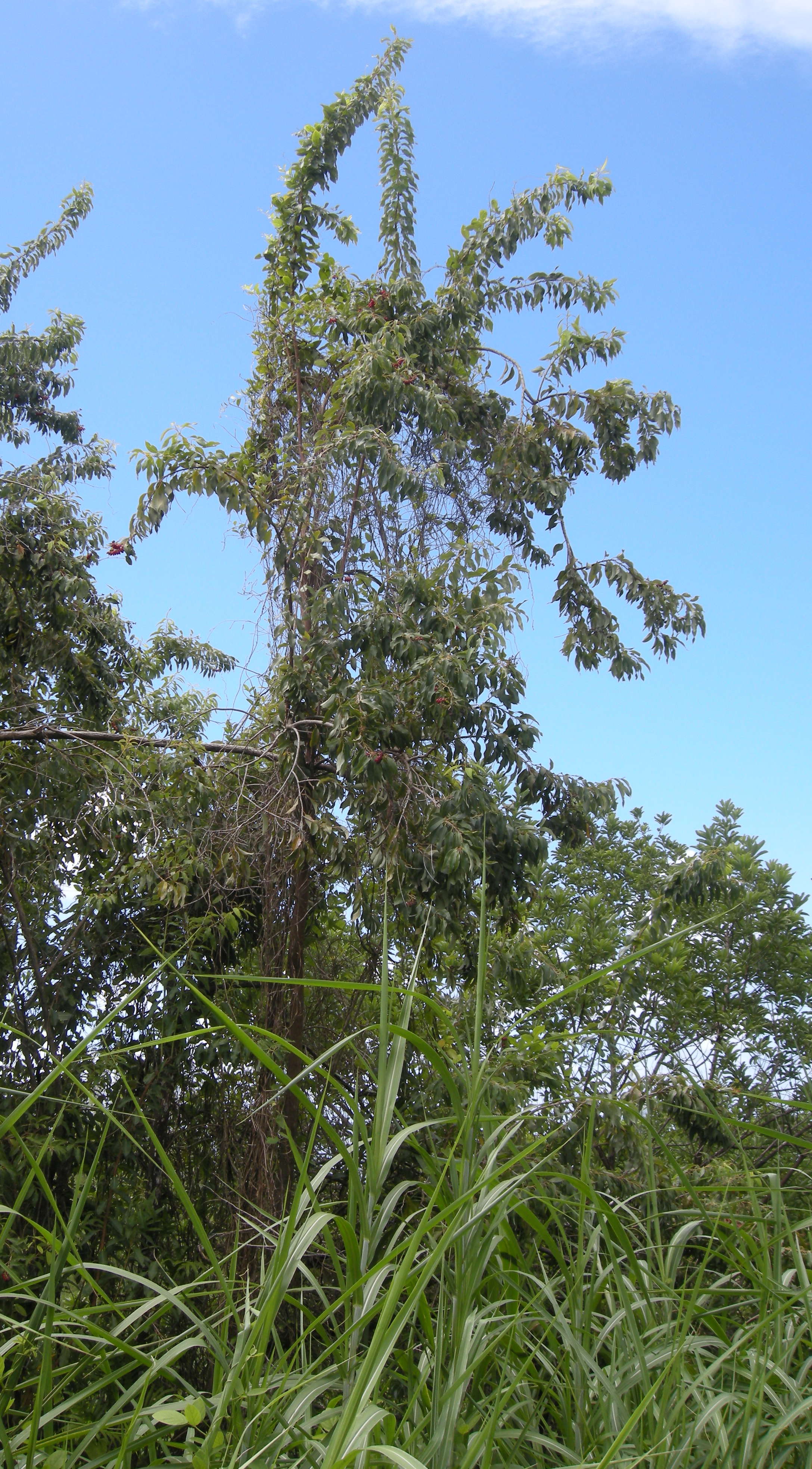 agauria_salicifolia1md