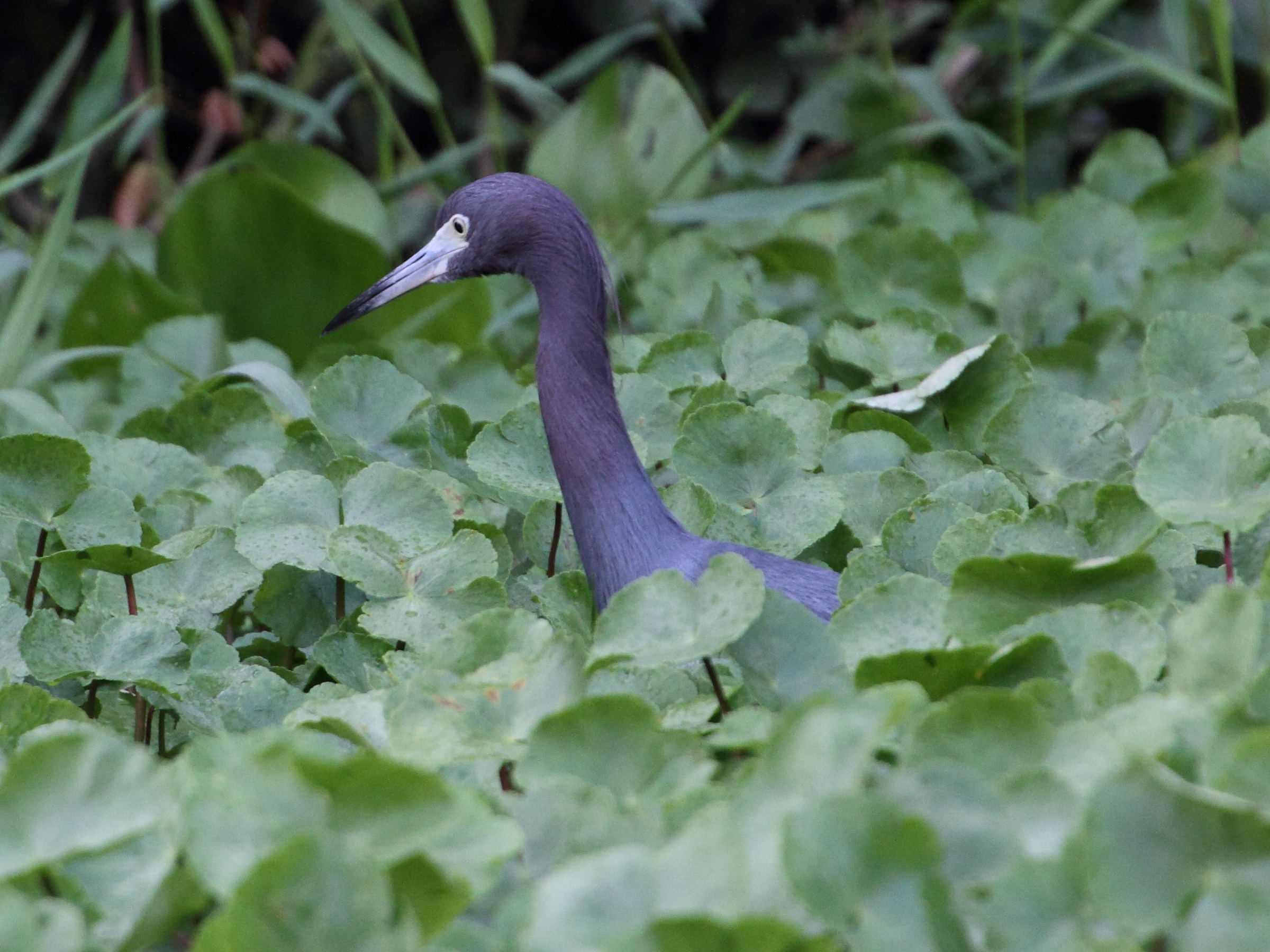 aigrette_bleue_-_egretta_caerulea3md