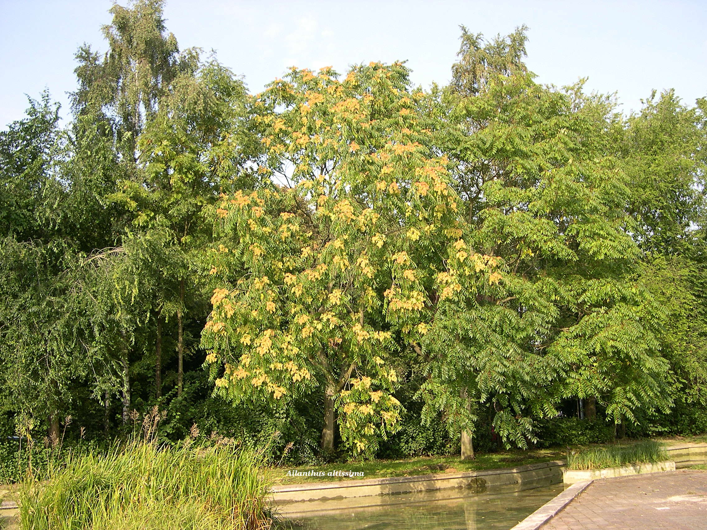 Afficher le média ailanthus_altissima1md ailanthus_altissima1md