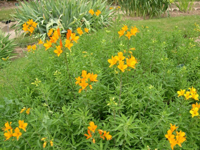 Afficher le média Alstroemeria_aurea Alstroemeria_aurea