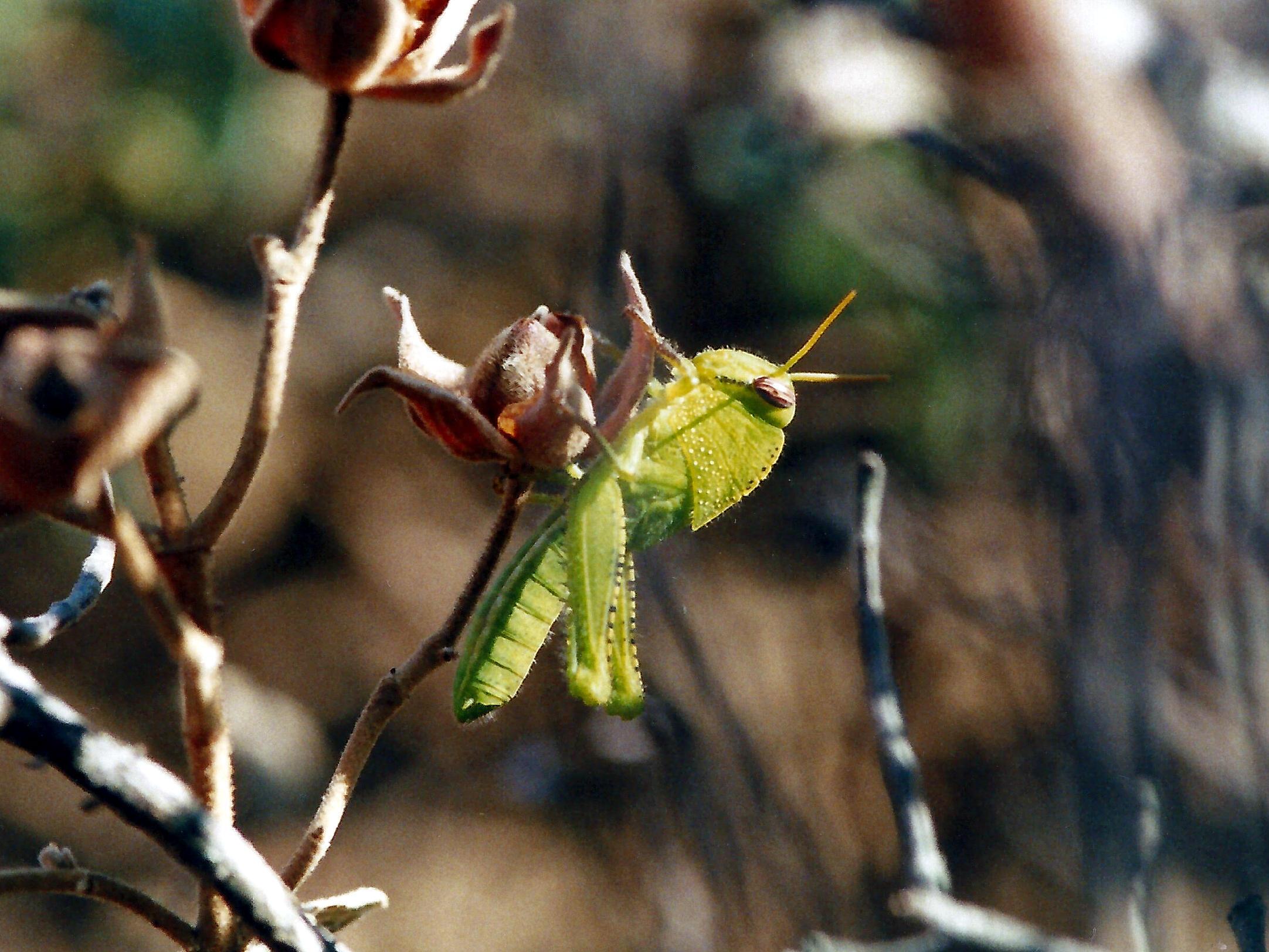 anacridium_aegyptium_juv1md
