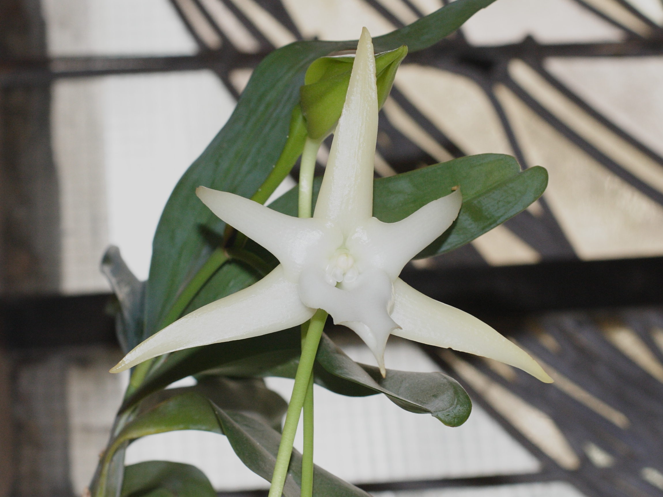 angraecum_sesquipedale1md