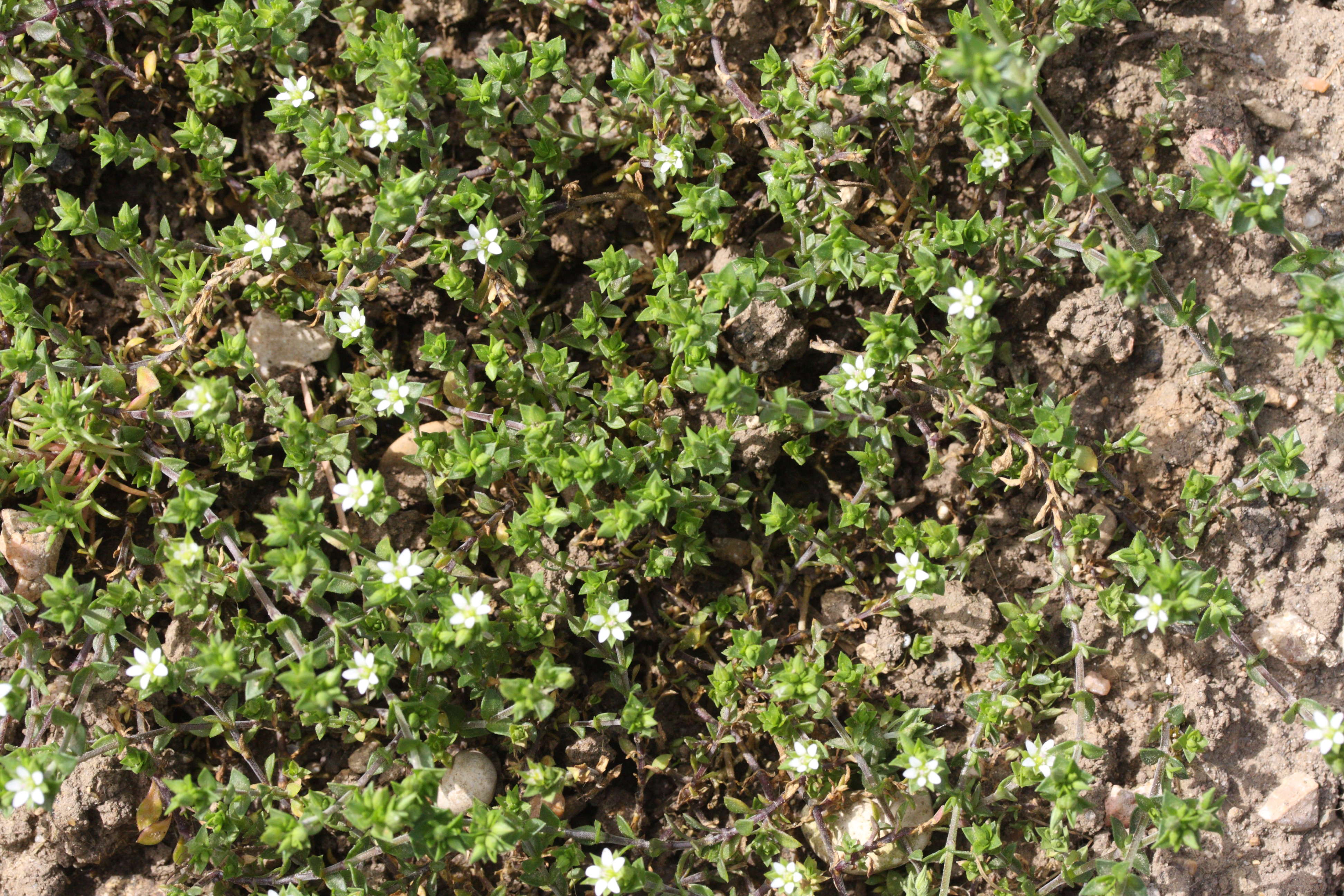 Afficher le média arenaria_serpyllifolia1md arenaria_serpyllifolia1md