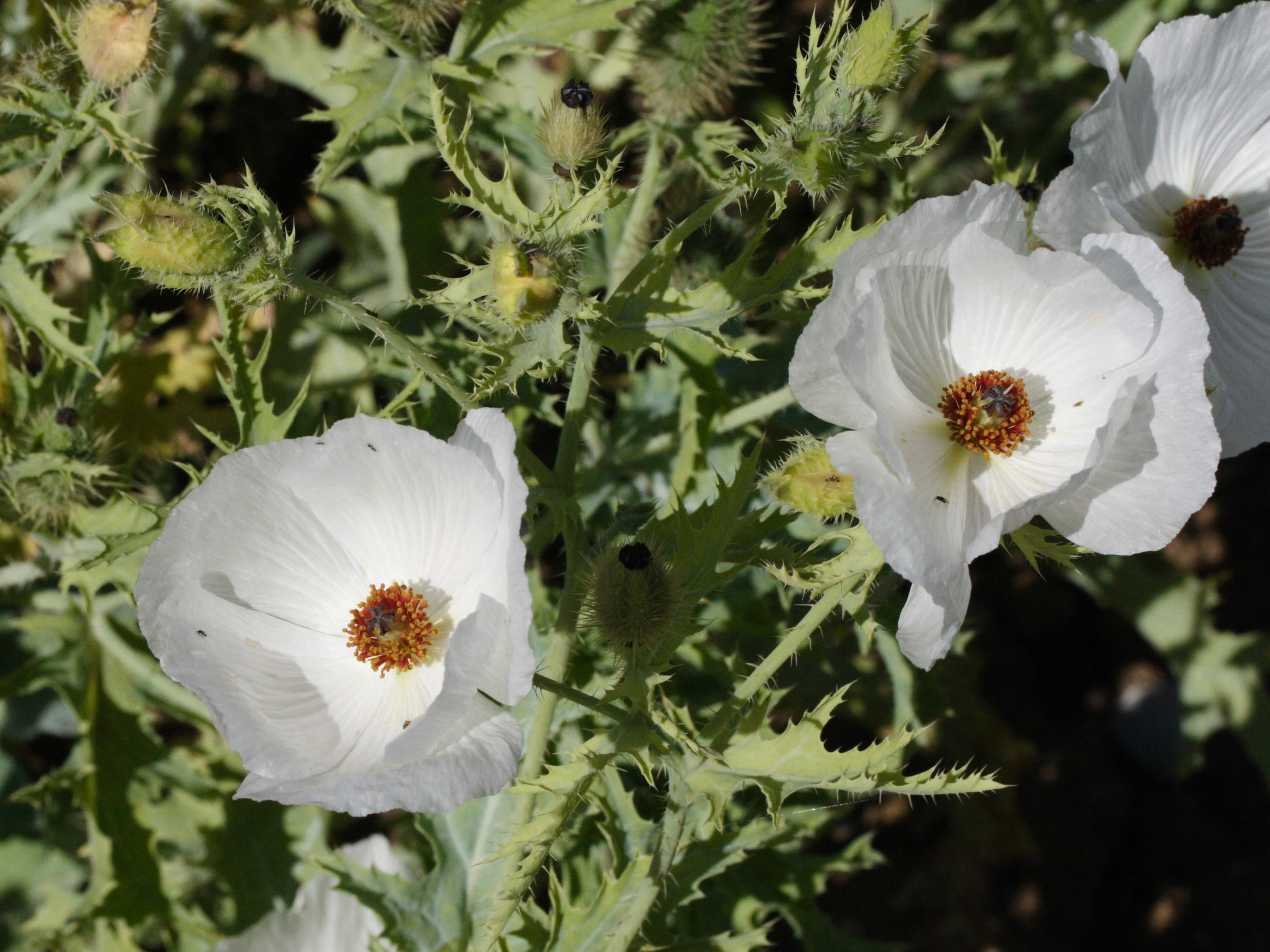 argemone_platyceras1md