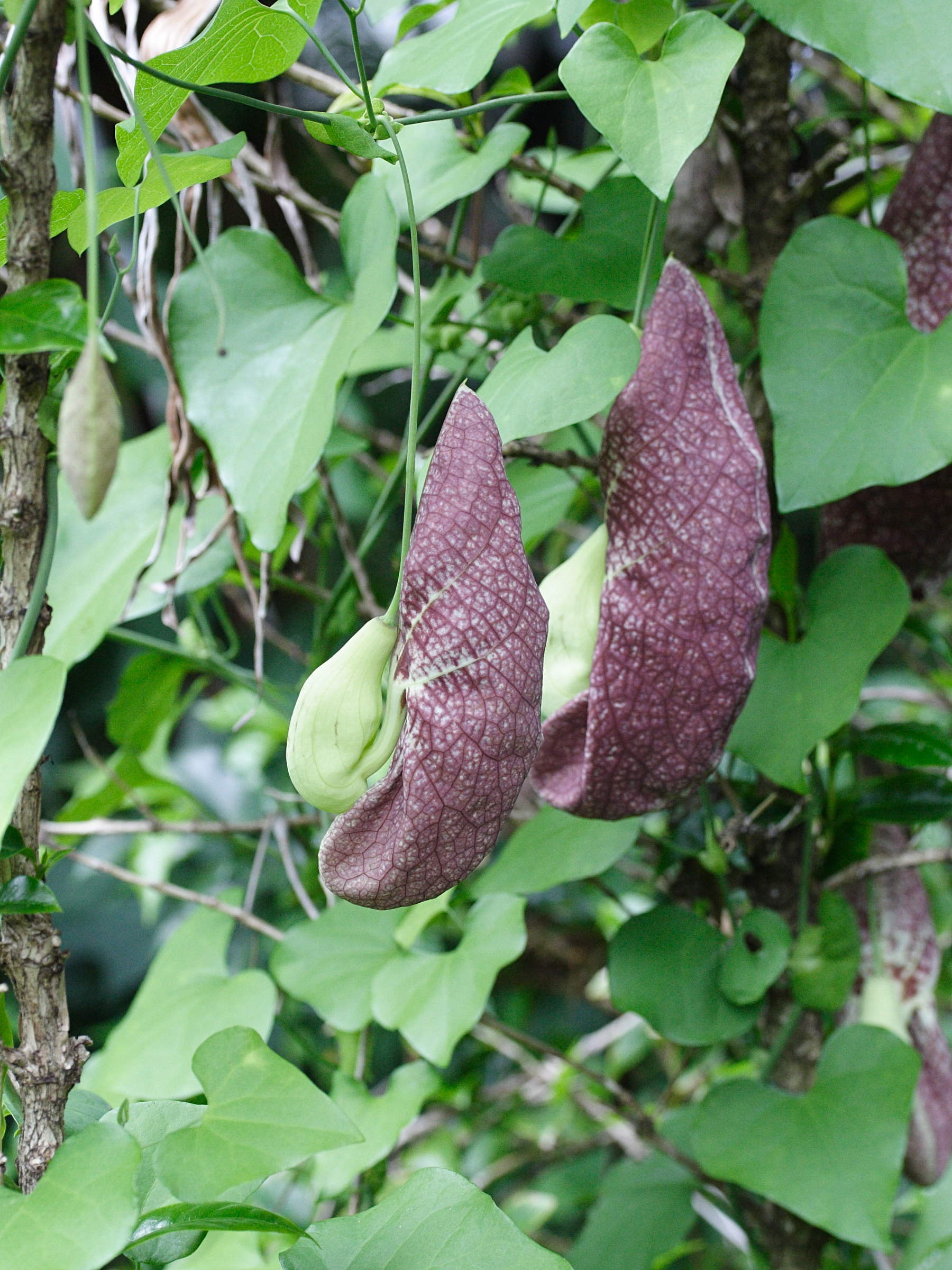 aristolochia_gigantea3bmd