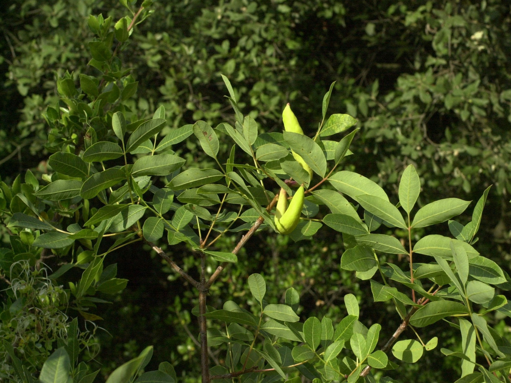 baizongia_pistaciae_galle2md