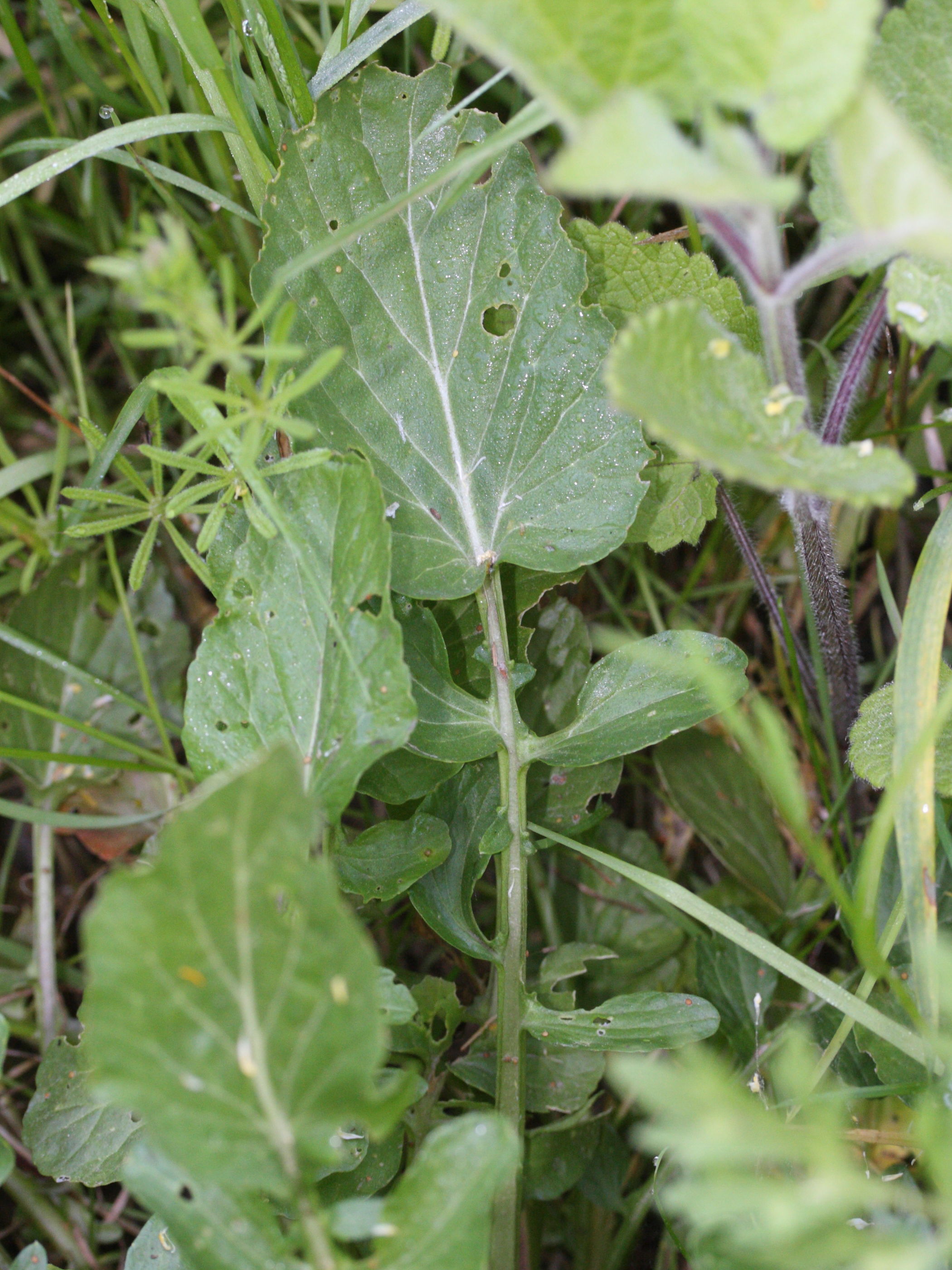 barbarea_intermedia4md