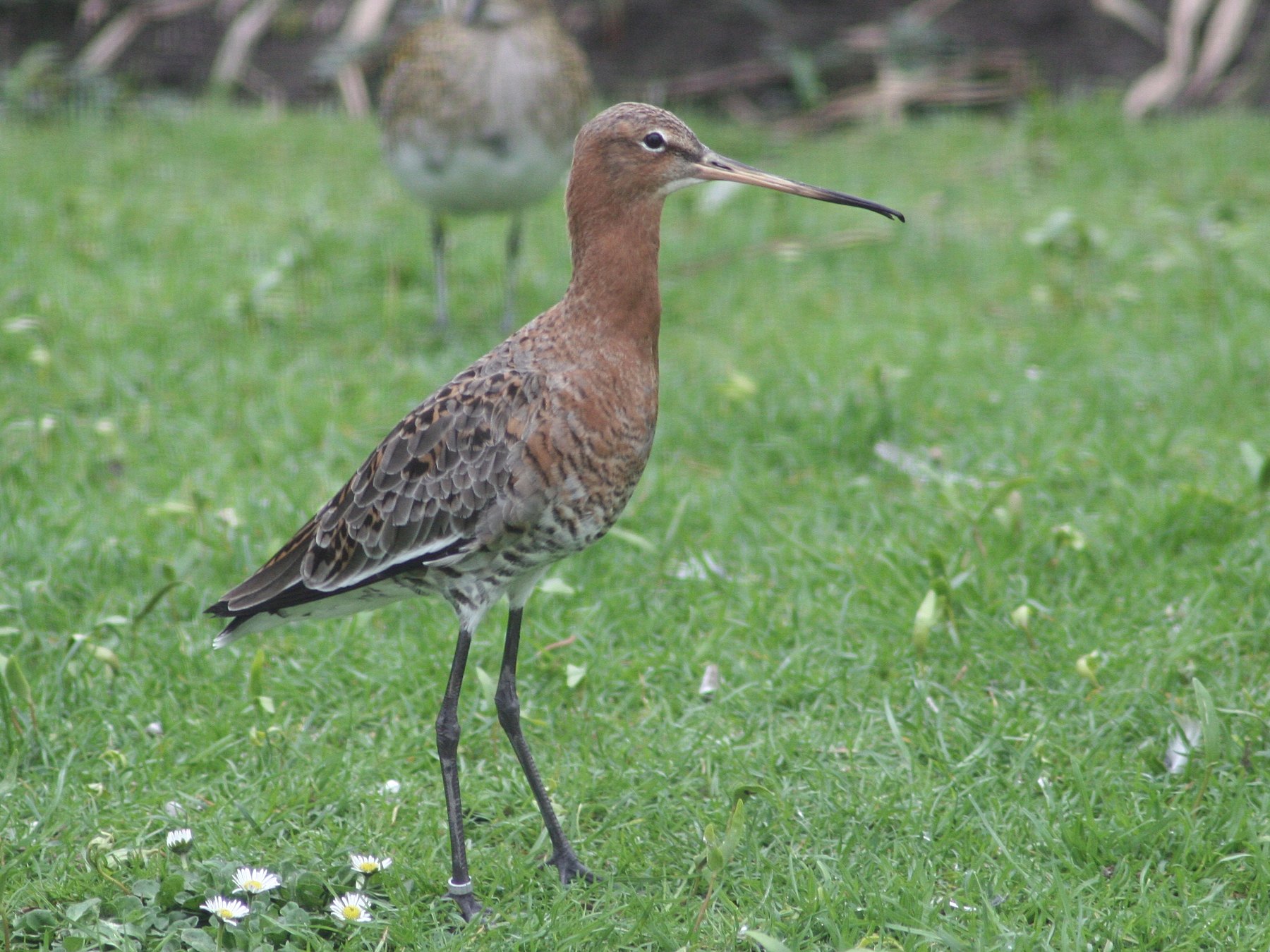 barge_a_queue_noire_-_limosa_limosa3bd