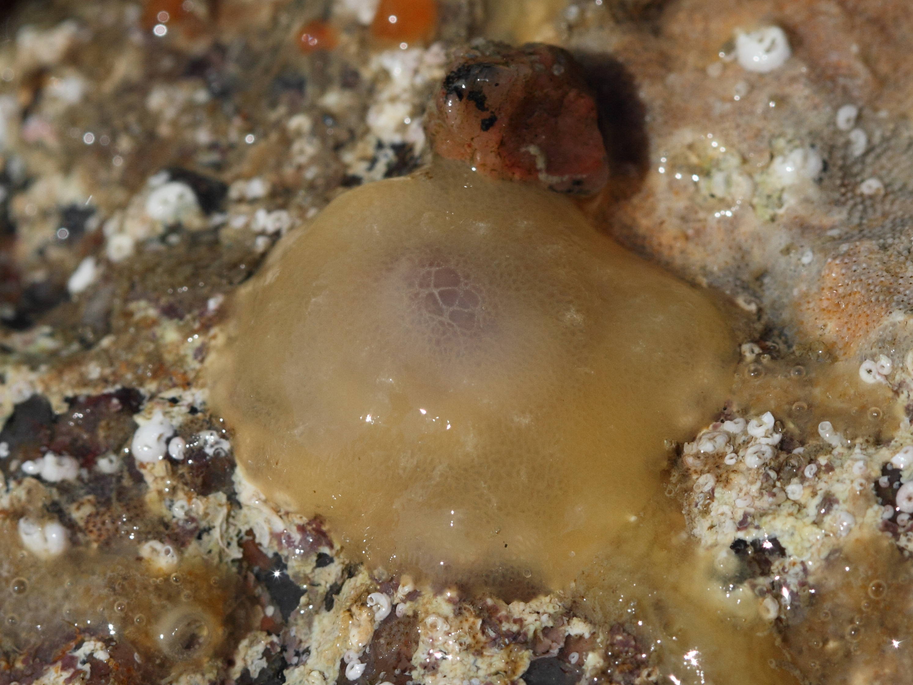 berthella_plumula1bd