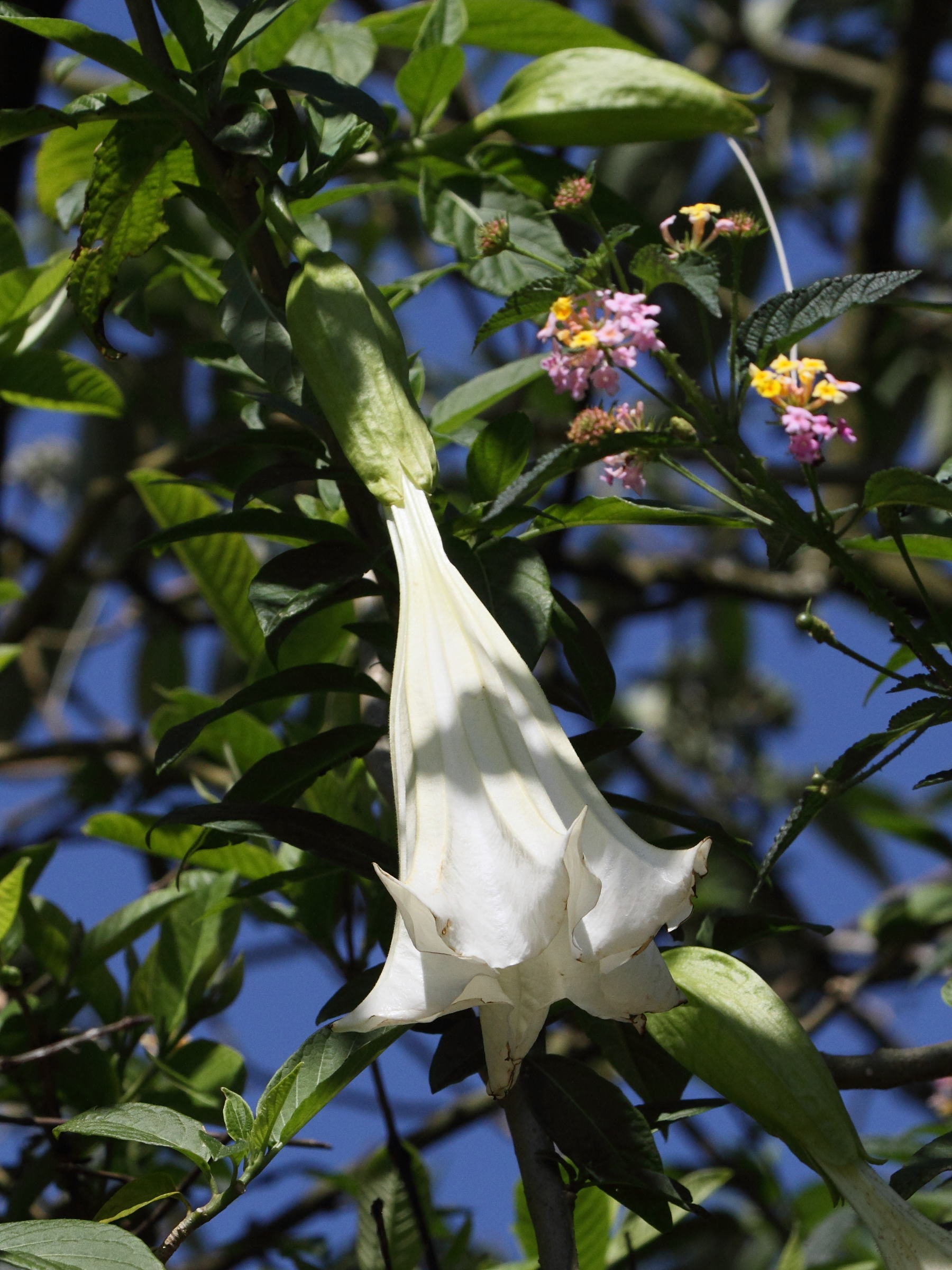 brugmansia_suaveolens4bd
