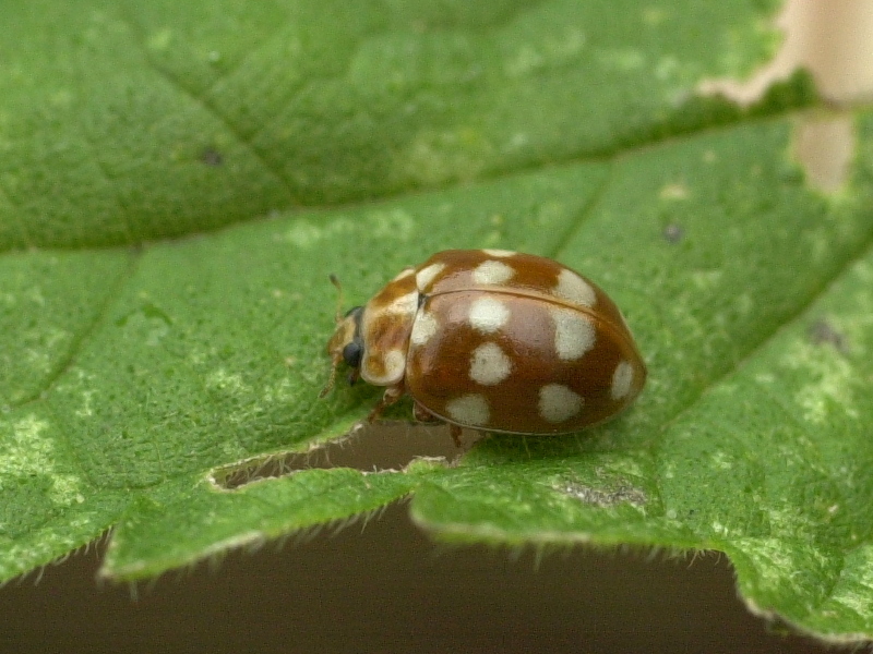 calvia_quatuordecimguttata1md