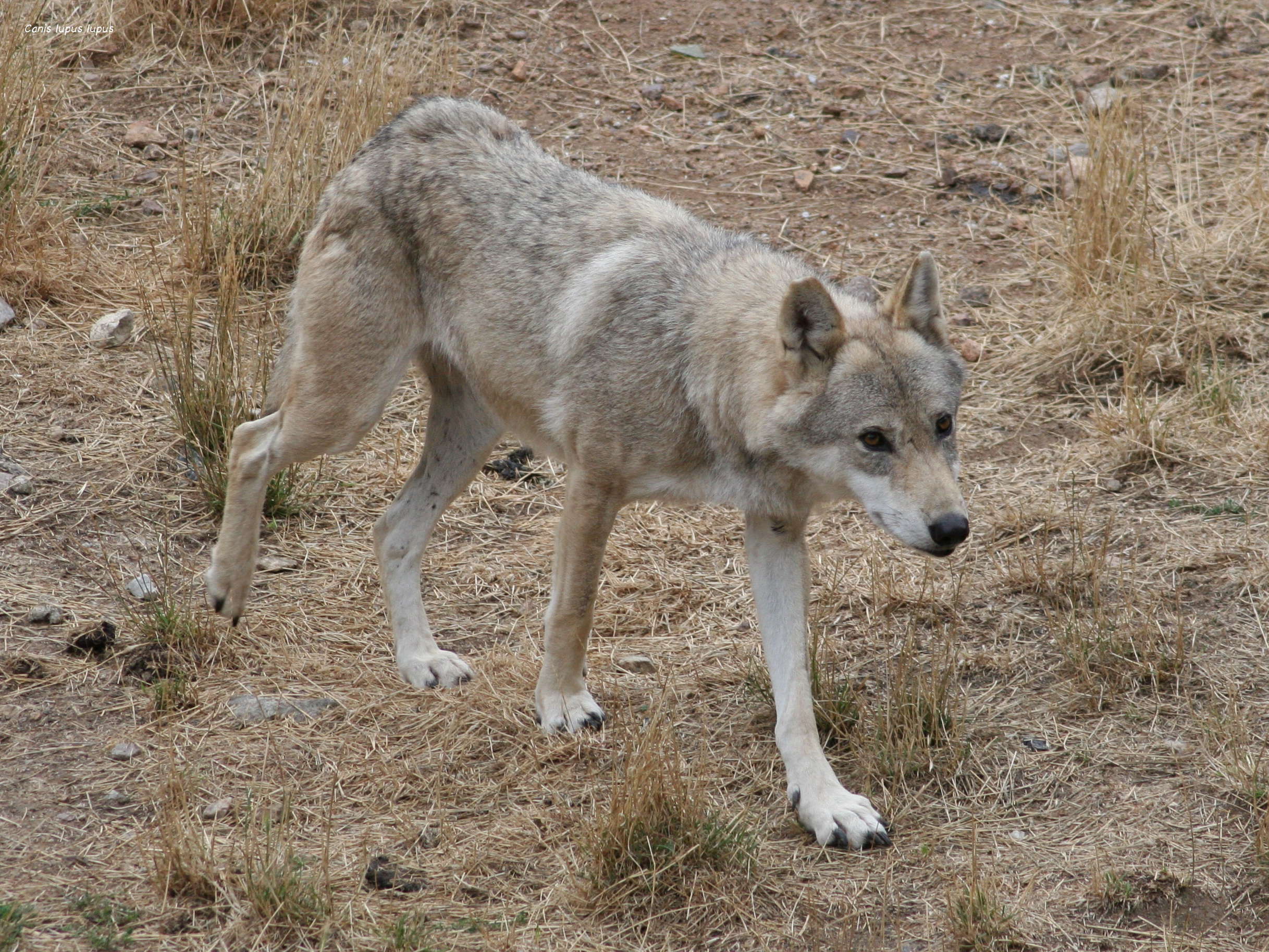 canis_lupus_lupus1MD