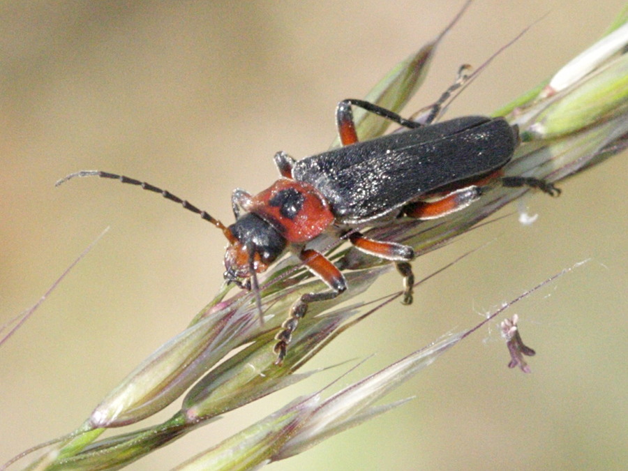 cantharis_rustica2bd