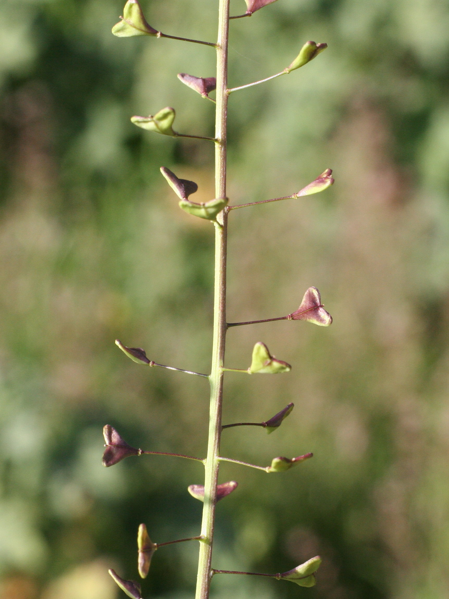 Afficher le média capsella_rubella3md capsella_rubella3md