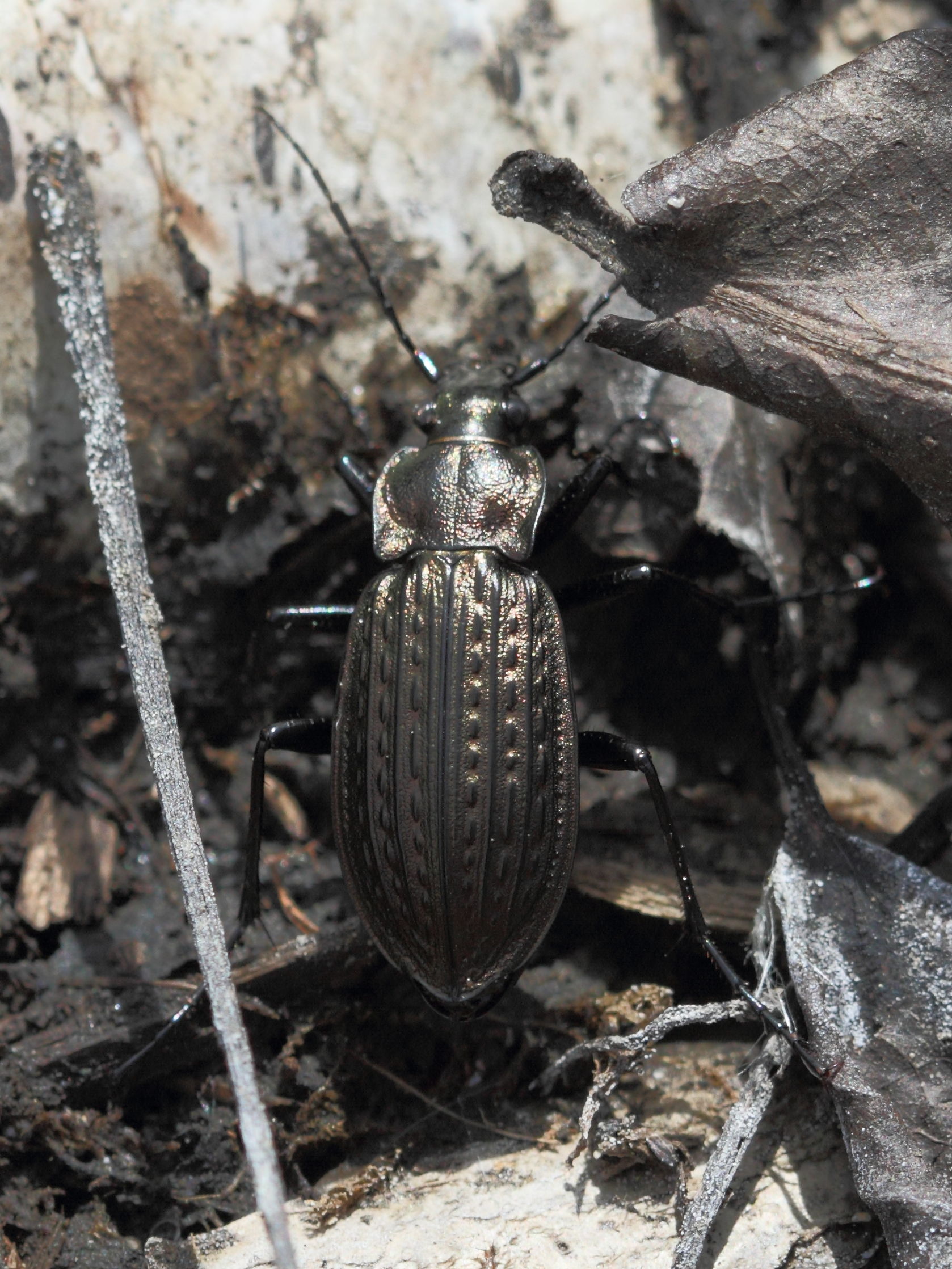 carabus_granulatus1bd