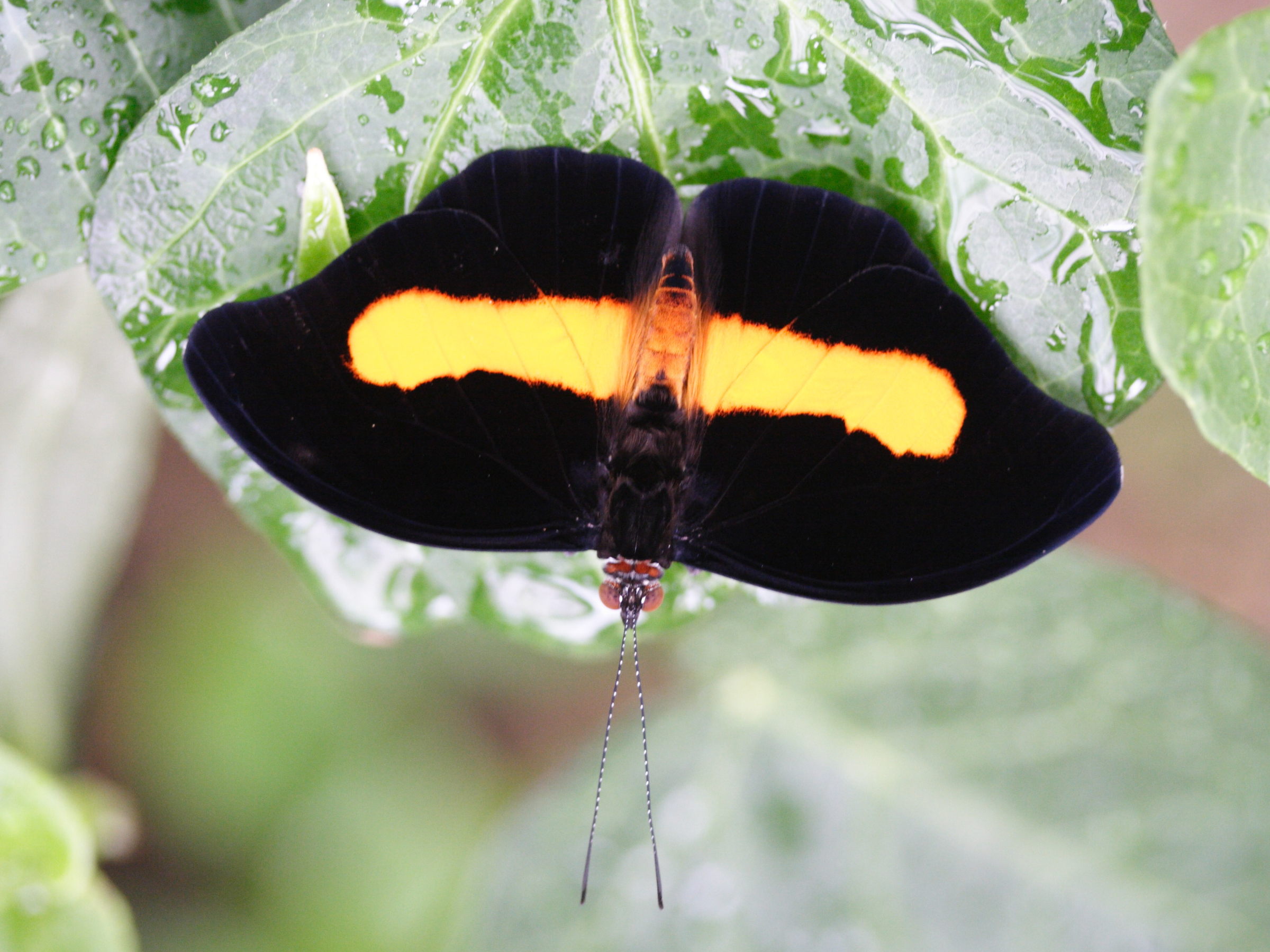 catonephele_orites5md