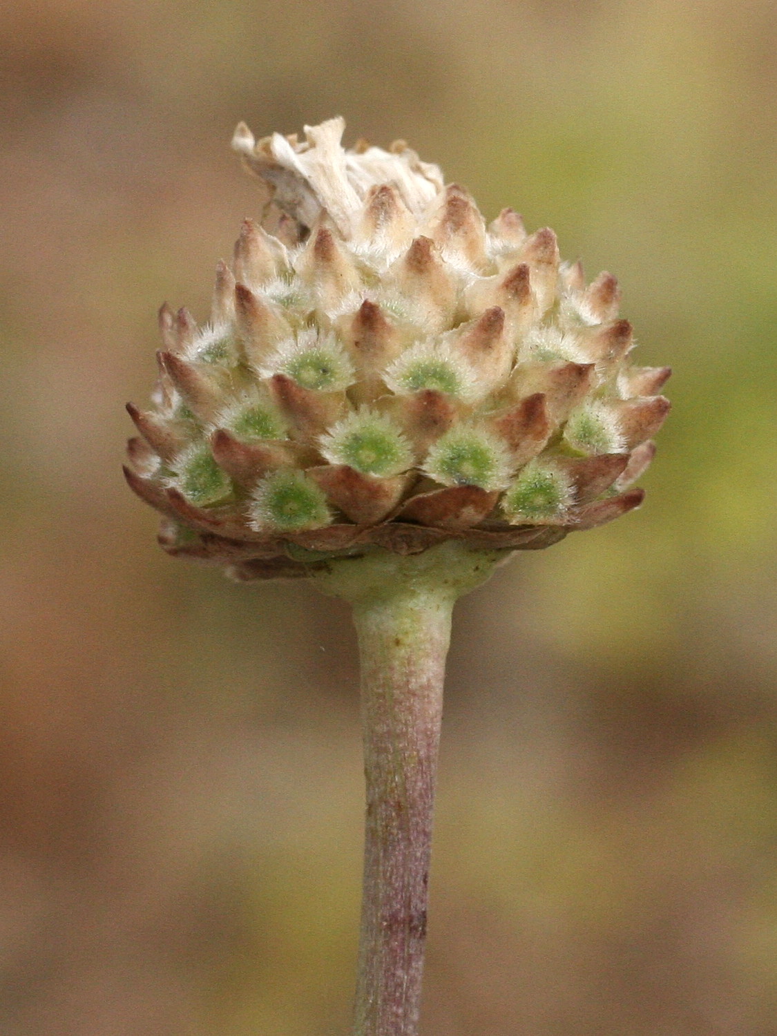 cephalaria_leucantha4md