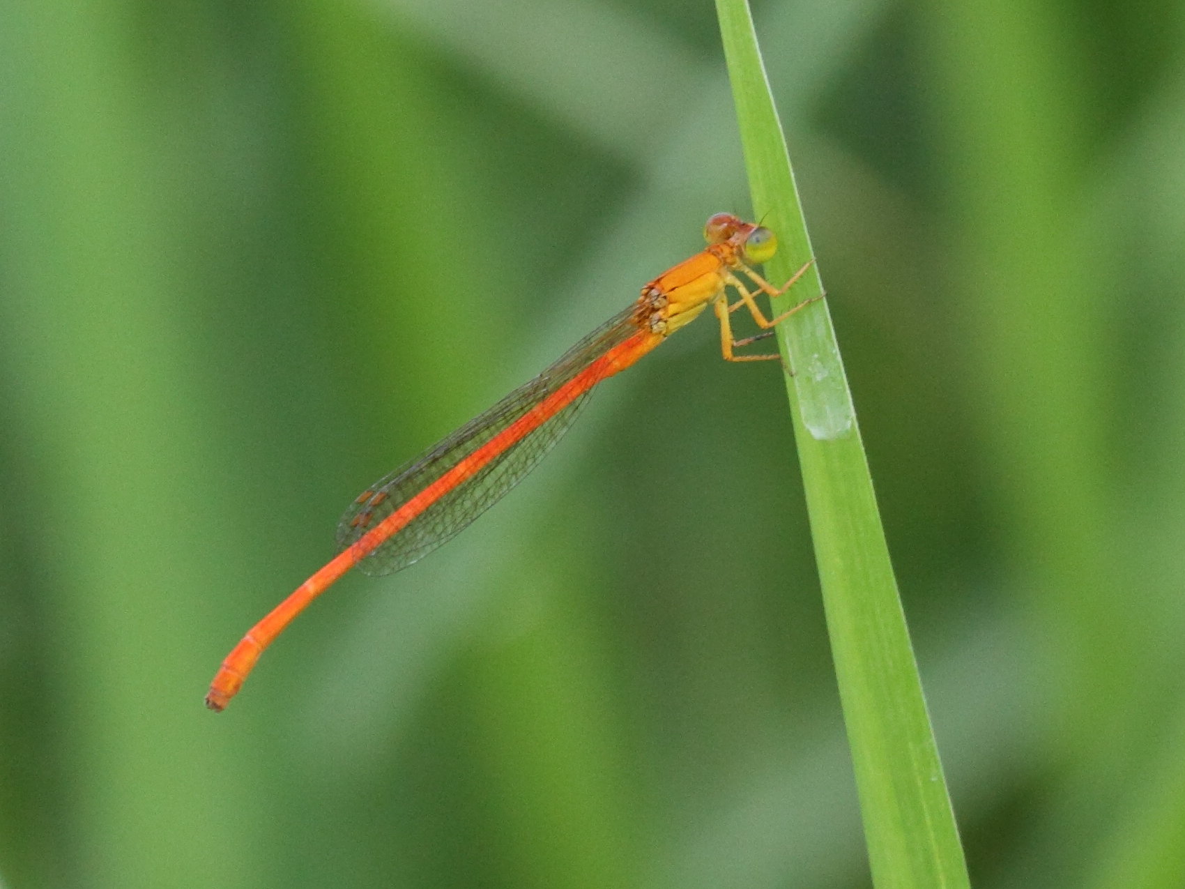 ceriagrion_glabrum5bd