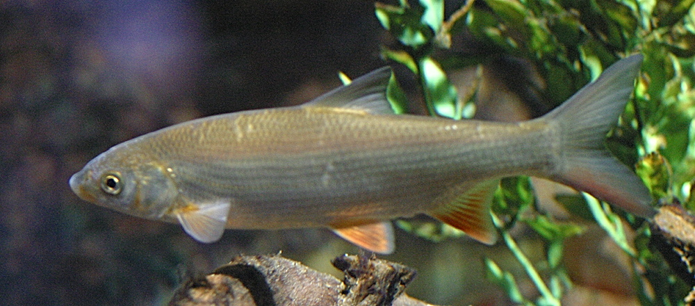 chondrostoma_nasus1md