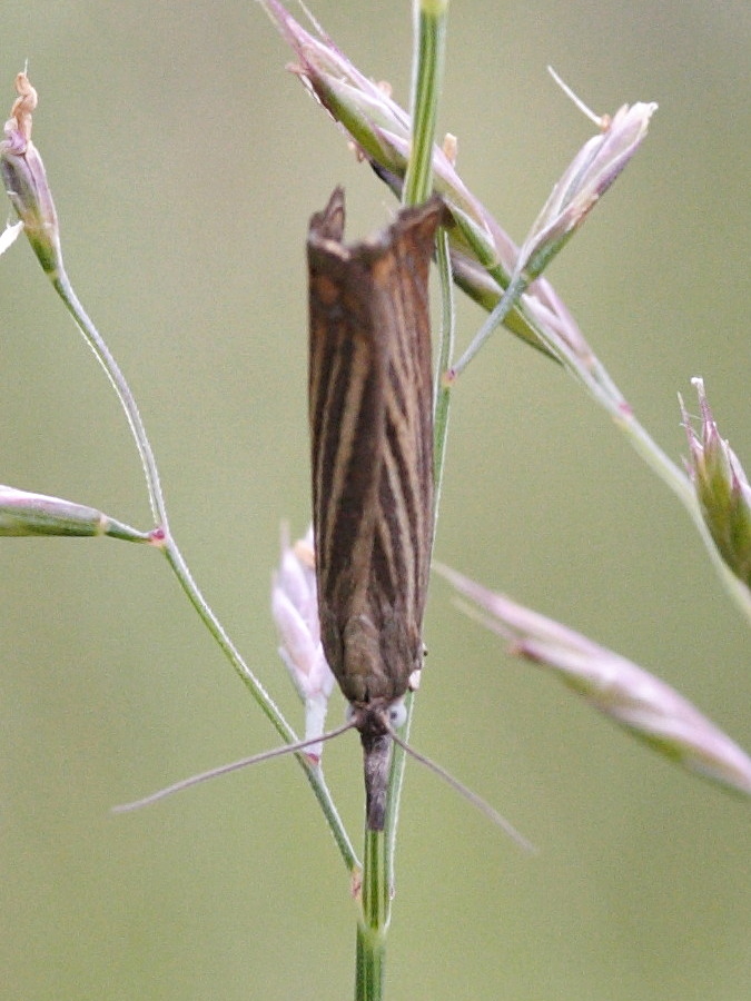 chrysoteuchia_culmella1md