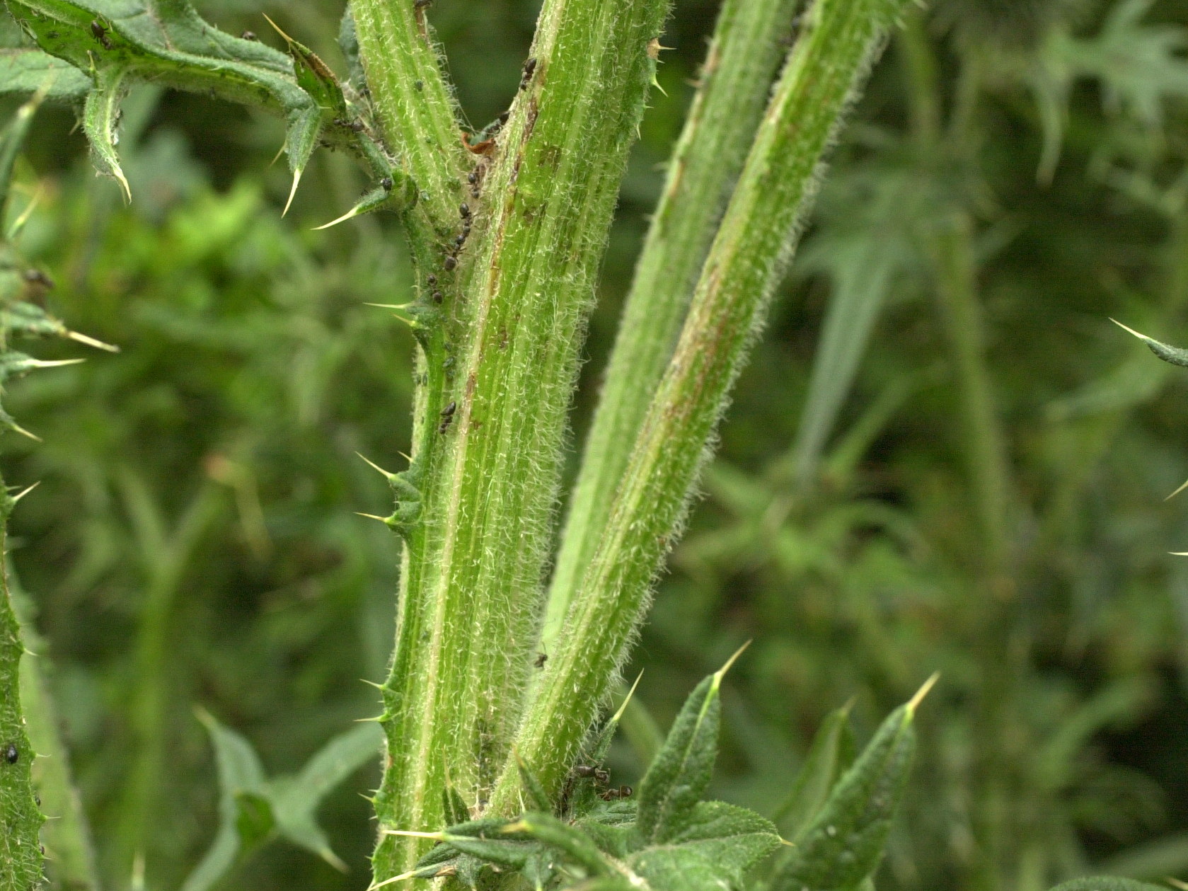 Afficher le média Cirsium_vulgare Cirsium_vulgare