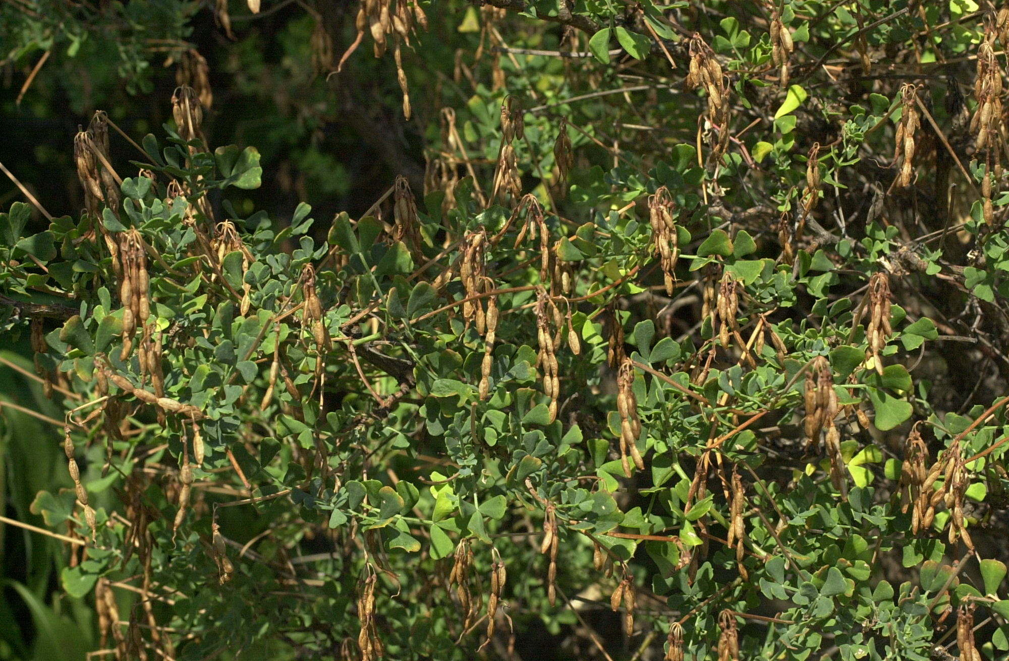 coronilla_valentina_glauca3md