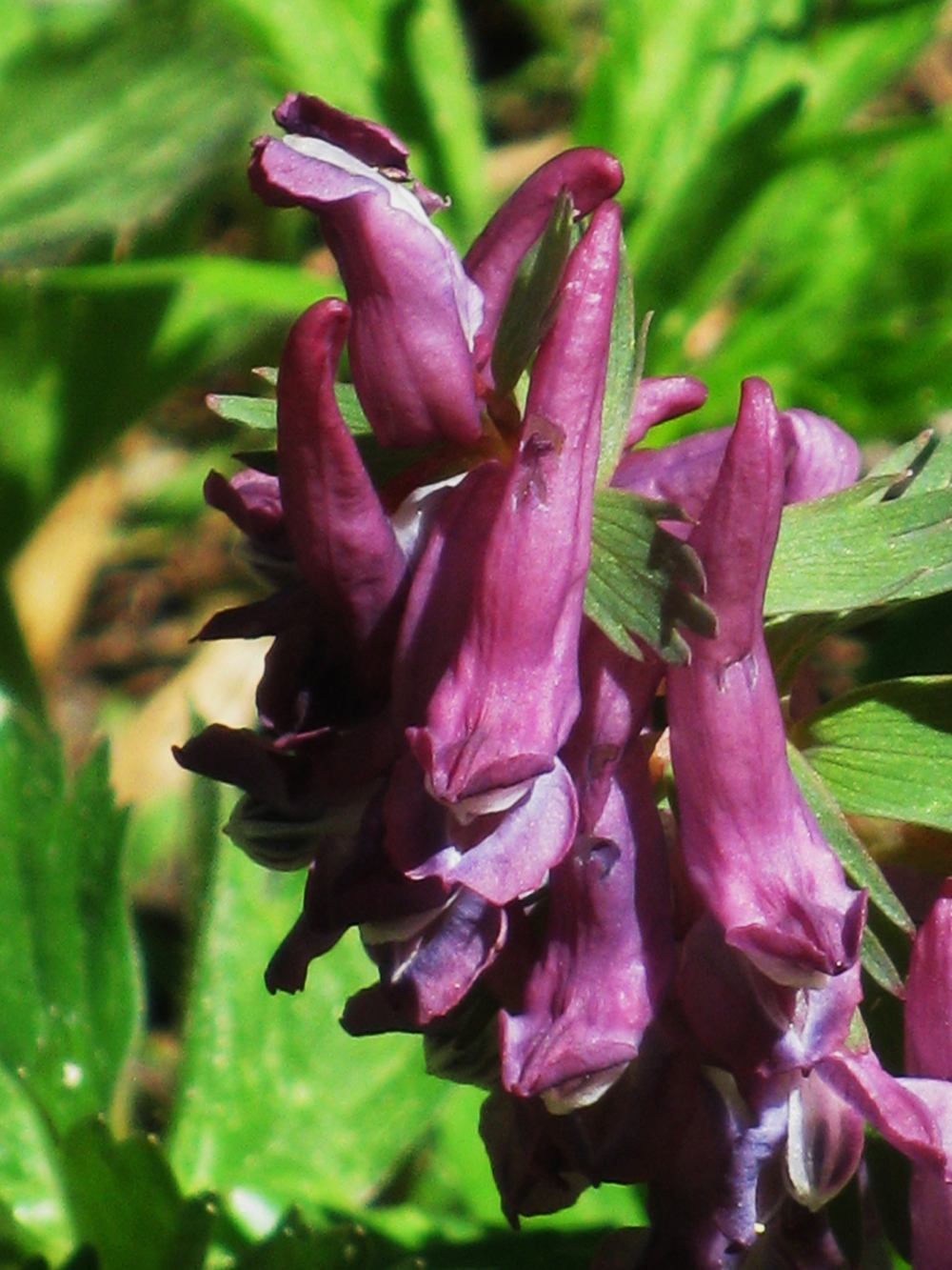 corydalis_solida2mv