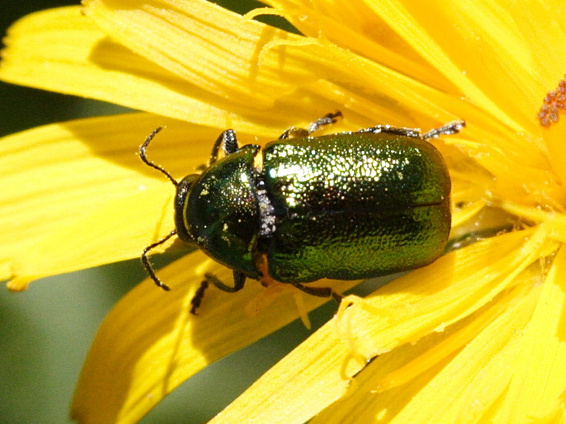 Afficher le média cryptocephalus_aureolus2bmd cryptocephalus_aureolus2bmd