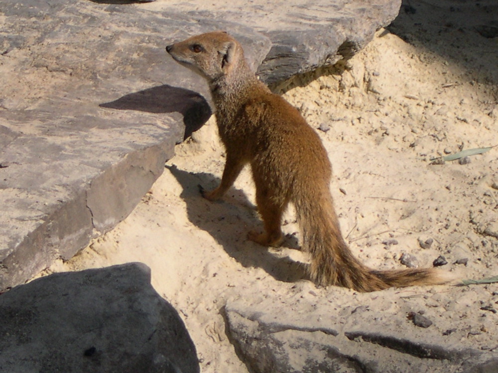 cynictis_penicillata4md