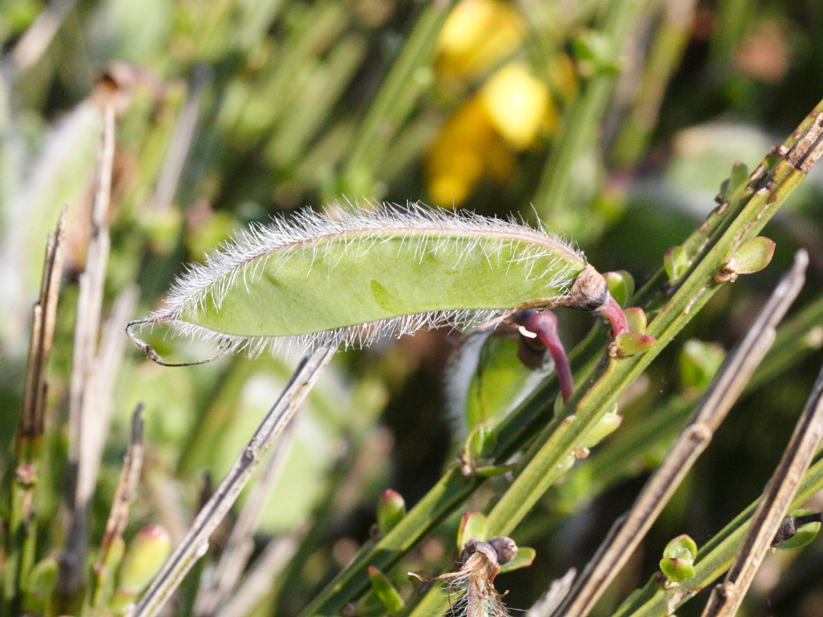 Afficher le média cytisus_scoparius_maritimus3md cytisus_scoparius_maritimus3md