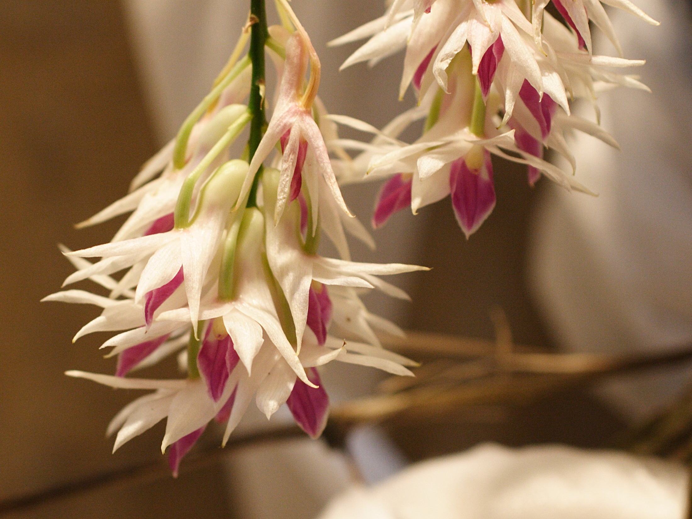 Afficher le média dendrobium_amethystoglossum2md dendrobium_amethystoglossum2md