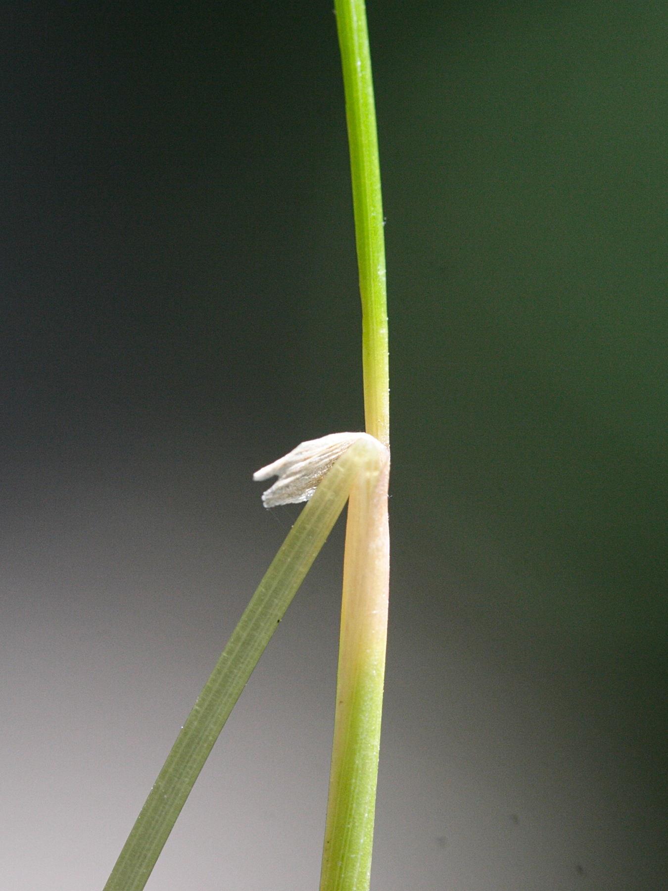deschampsia_flexuosa3md