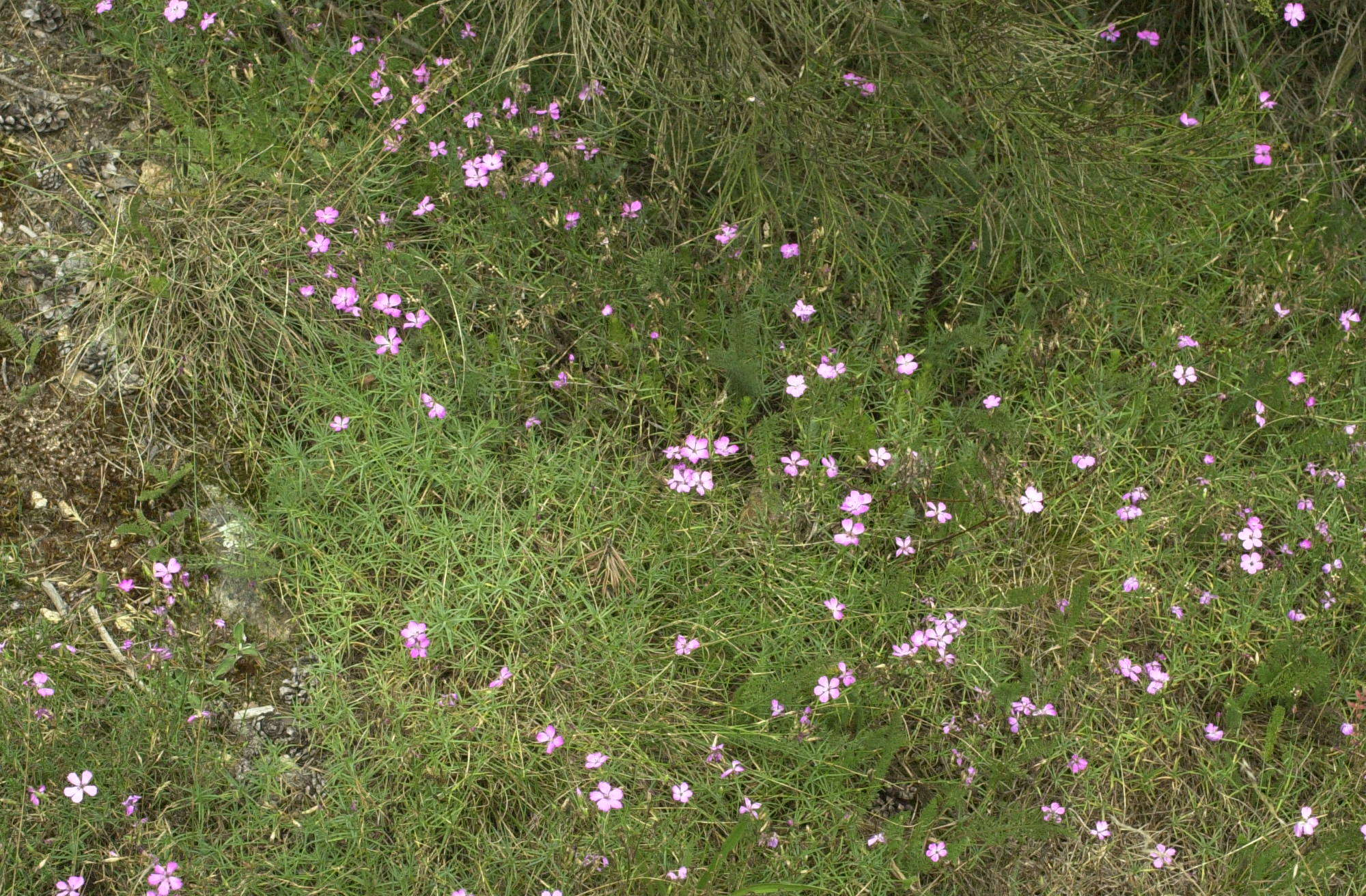 dianthus_graniticus1md