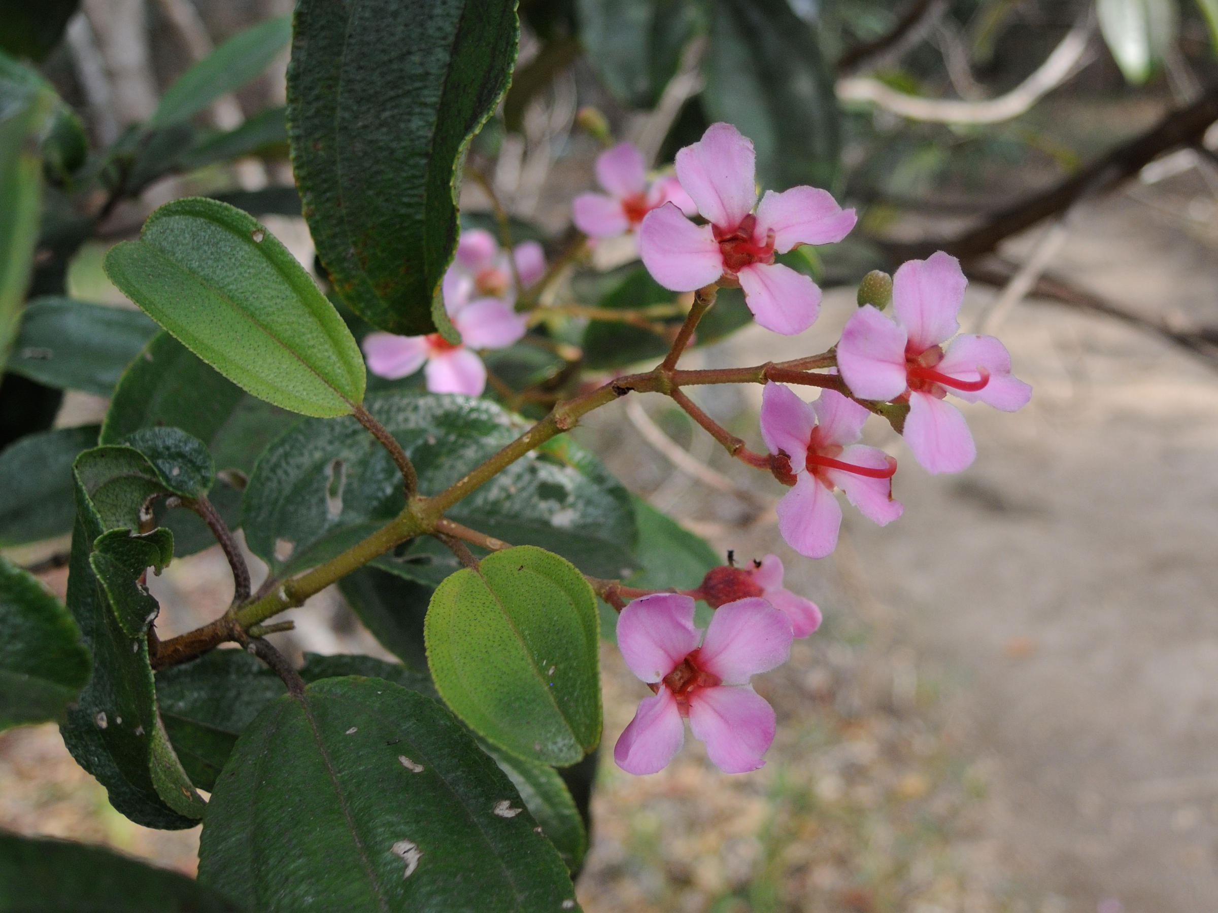 dichaetanthera_oblongifolia2md
