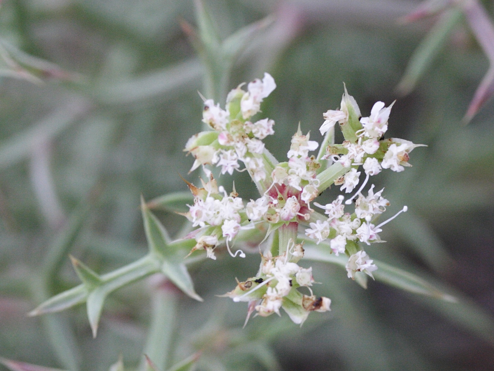 Afficher le média echinophora_spinosa5md echinophora_spinosa5md