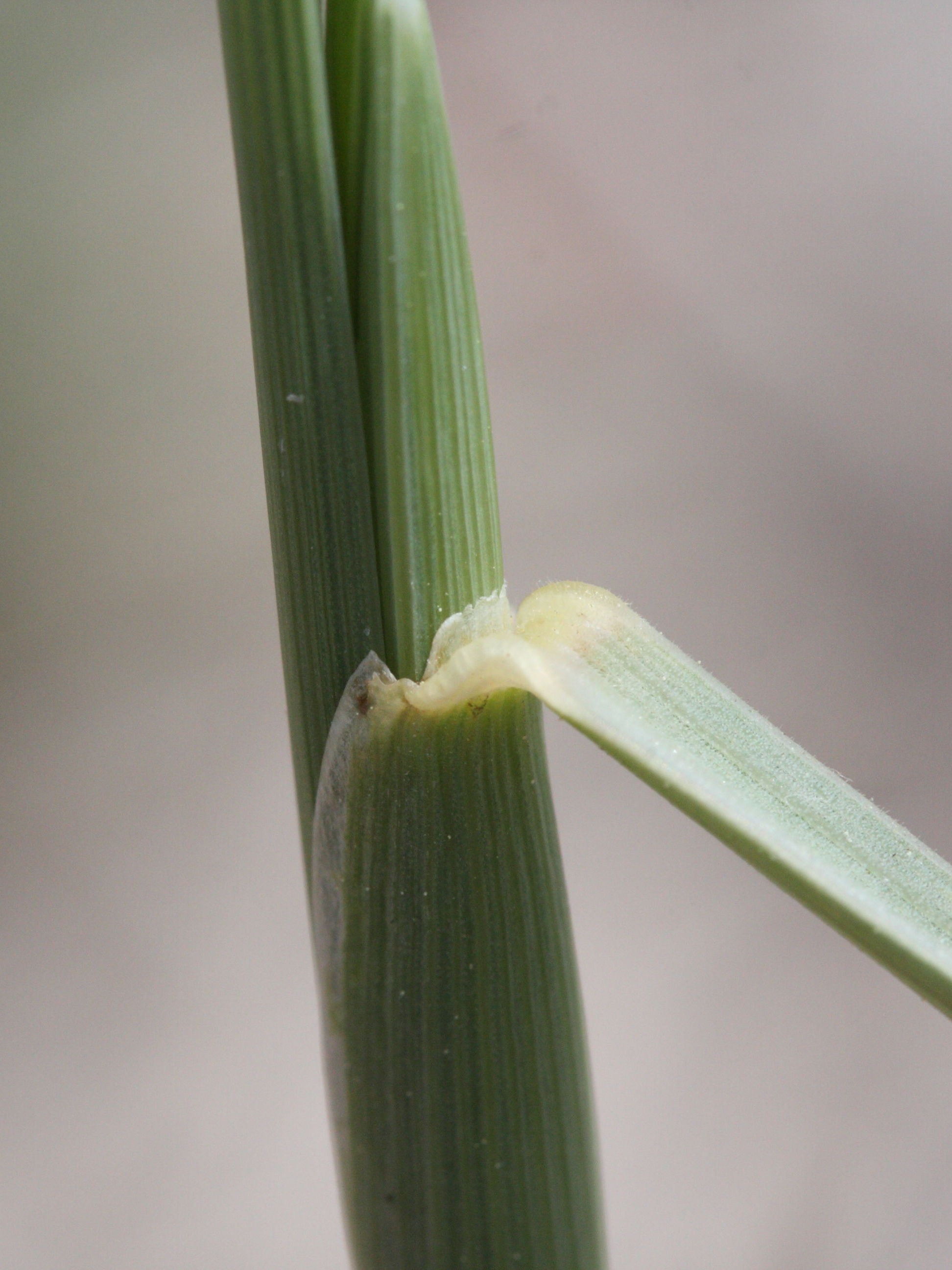 Elytrigia_juncea ssp. juncea