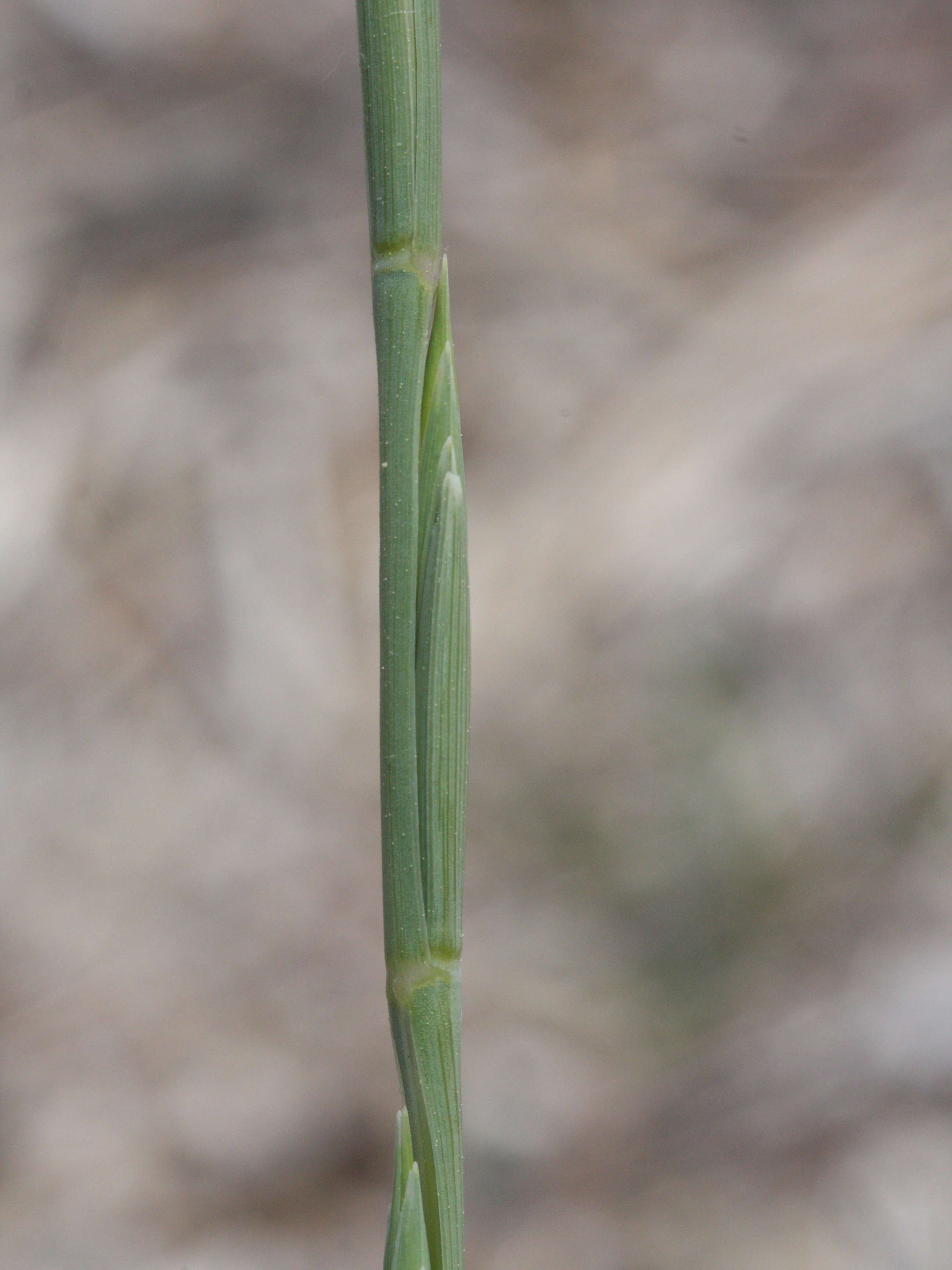 Elytrigia_juncea ssp. juncea