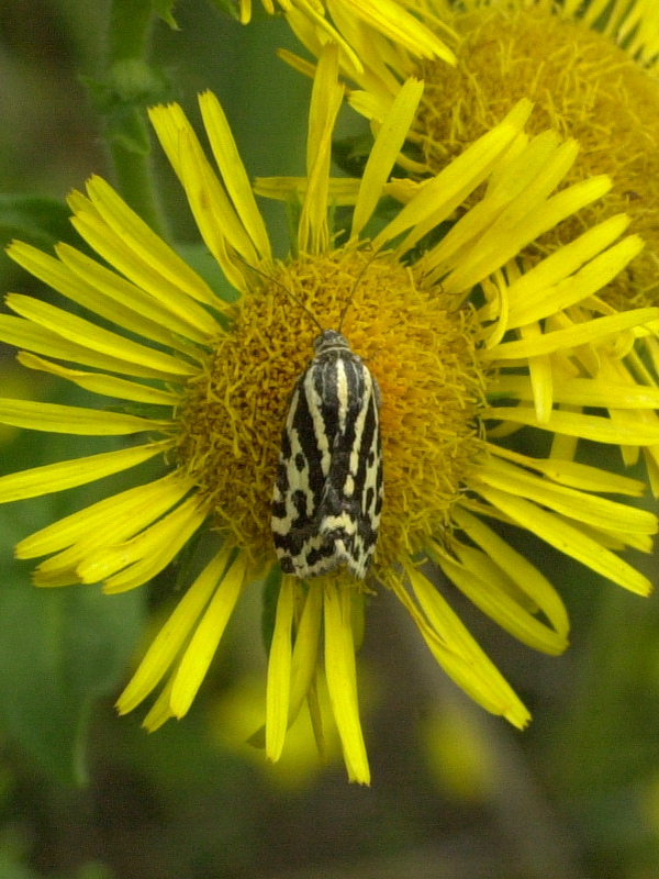 emmelia_trabealis2md