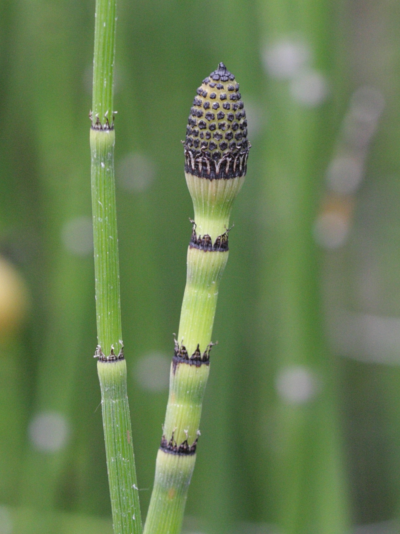 Afficher le média equisetum_japonicum2bd equisetum_japonicum2bd