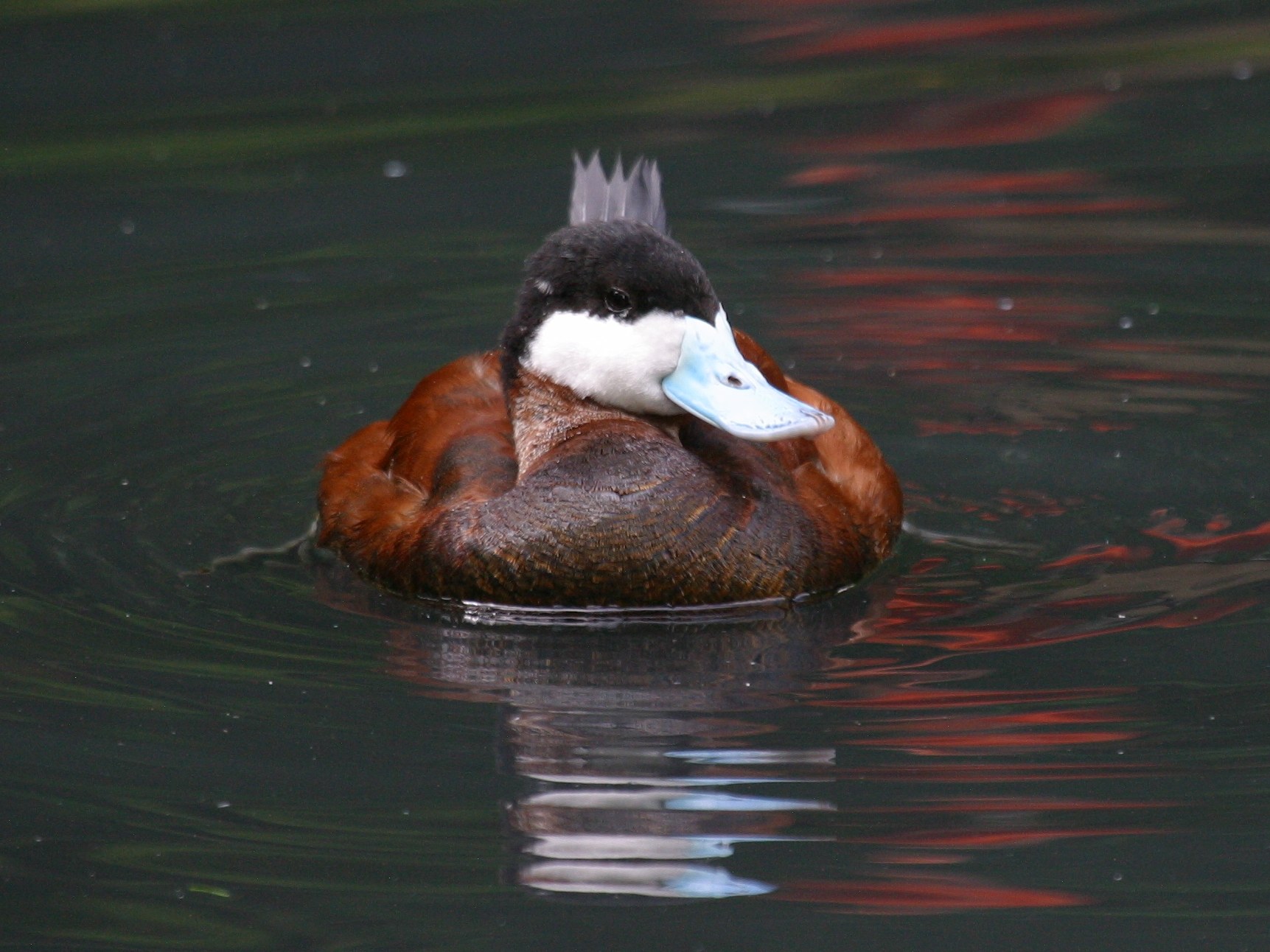 erismature_rousse_-_oxyura_jamaicensis2bd