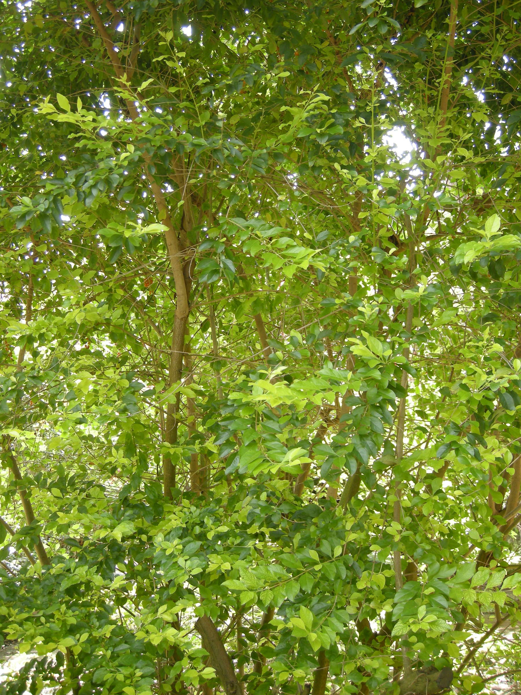 Afficher le média Erythroxylum_novogratanense Erythroxylum_novogratanense