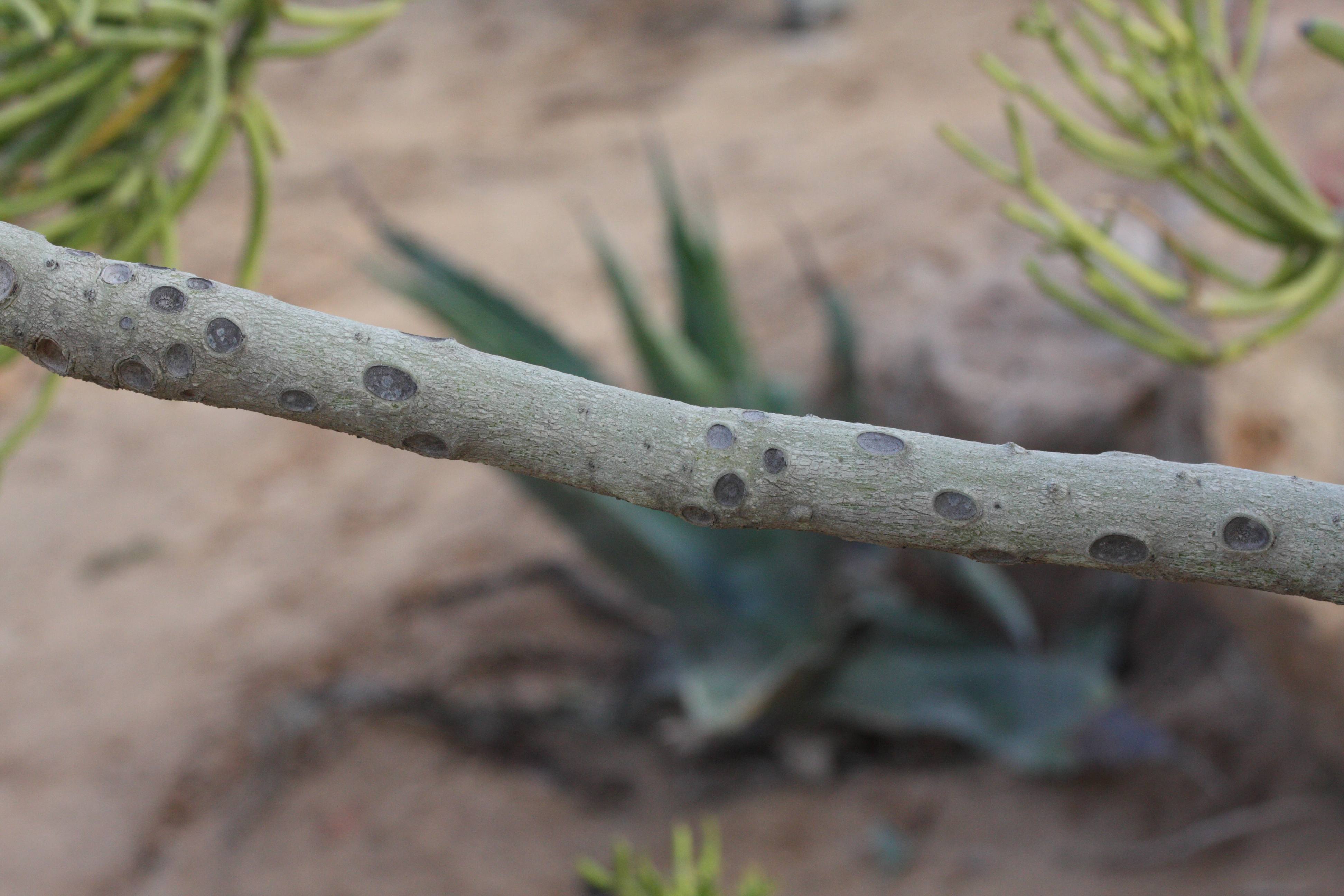 euphorbia_tirucalli7md